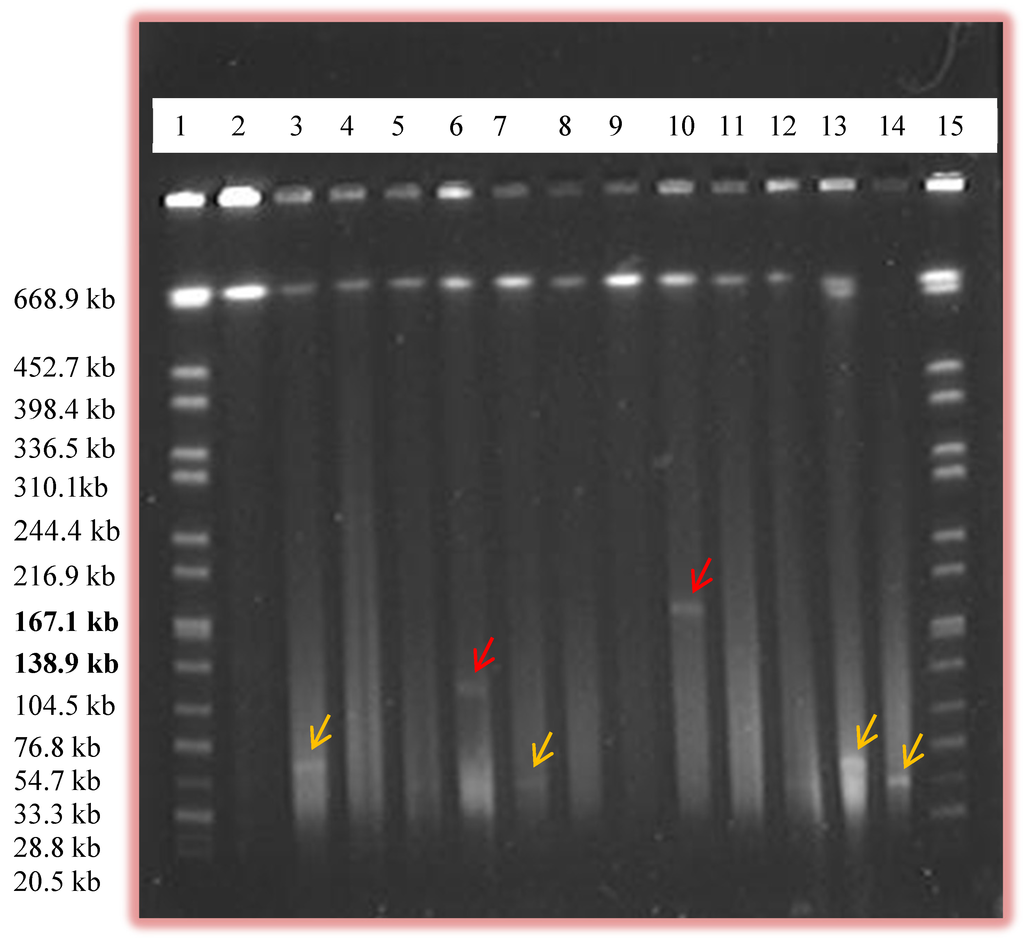 Pathogens 03 00833 g002 1024