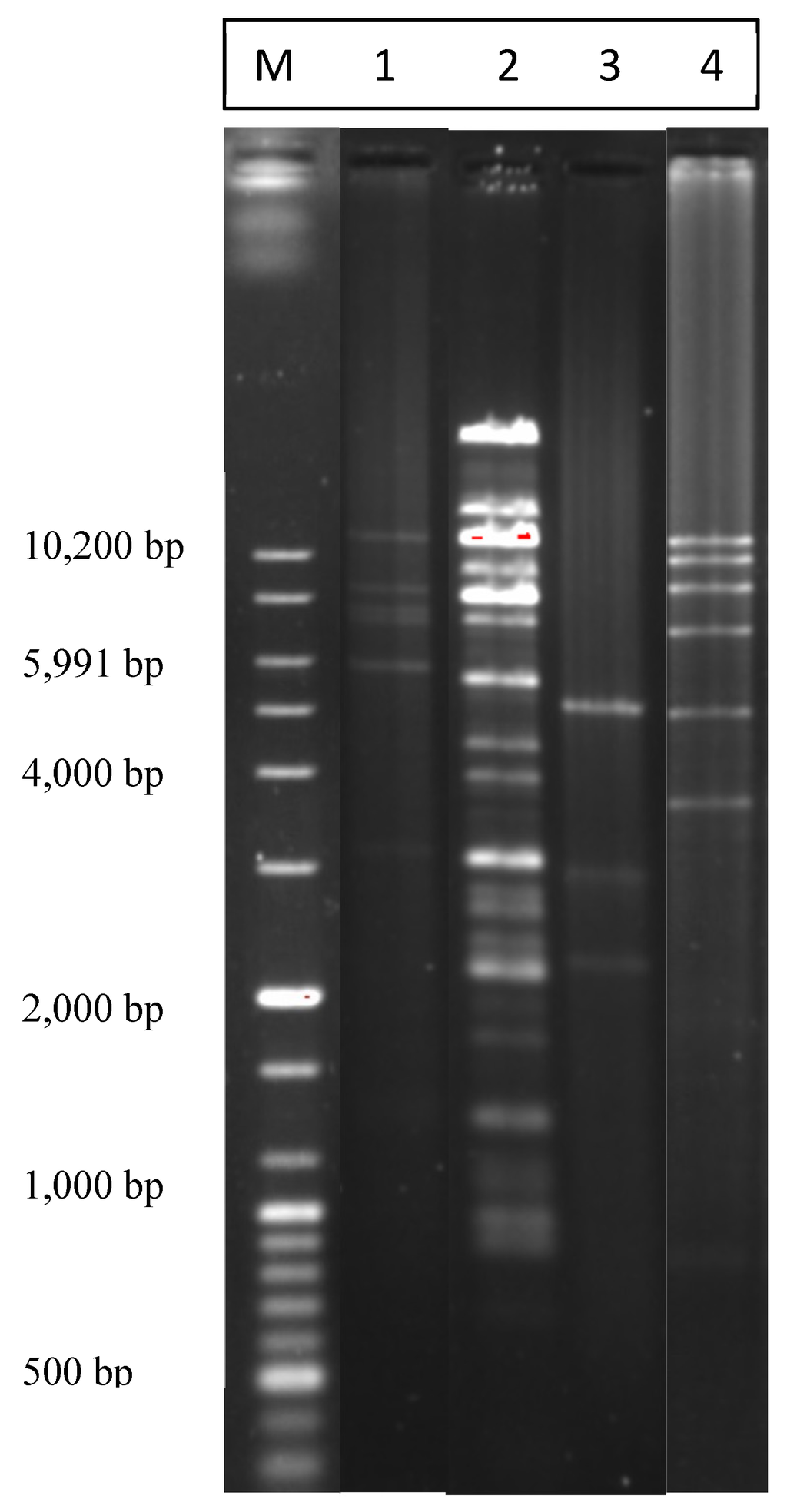 Pathogens 03 00833 g003 1024