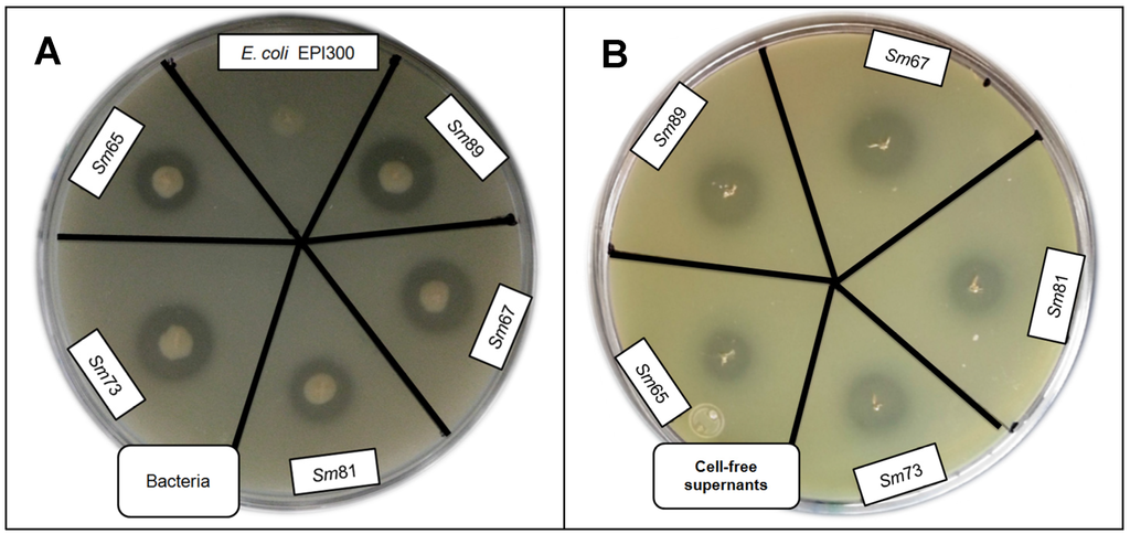 Pathogens 04 00210 g005 1024