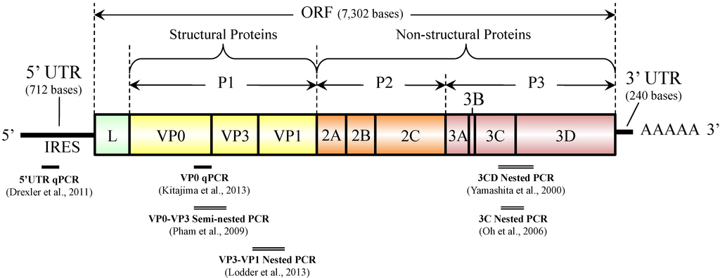 Pathogens 04 00256 g002 1024