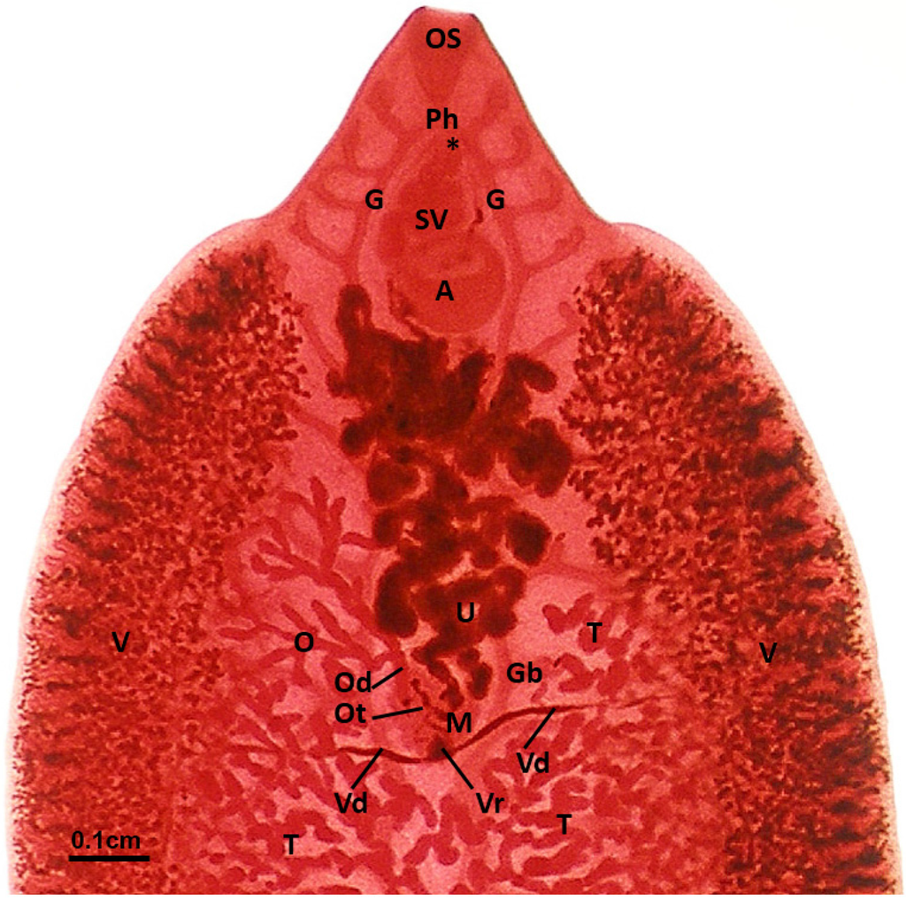 Pathogens 04 00431 g001 1024