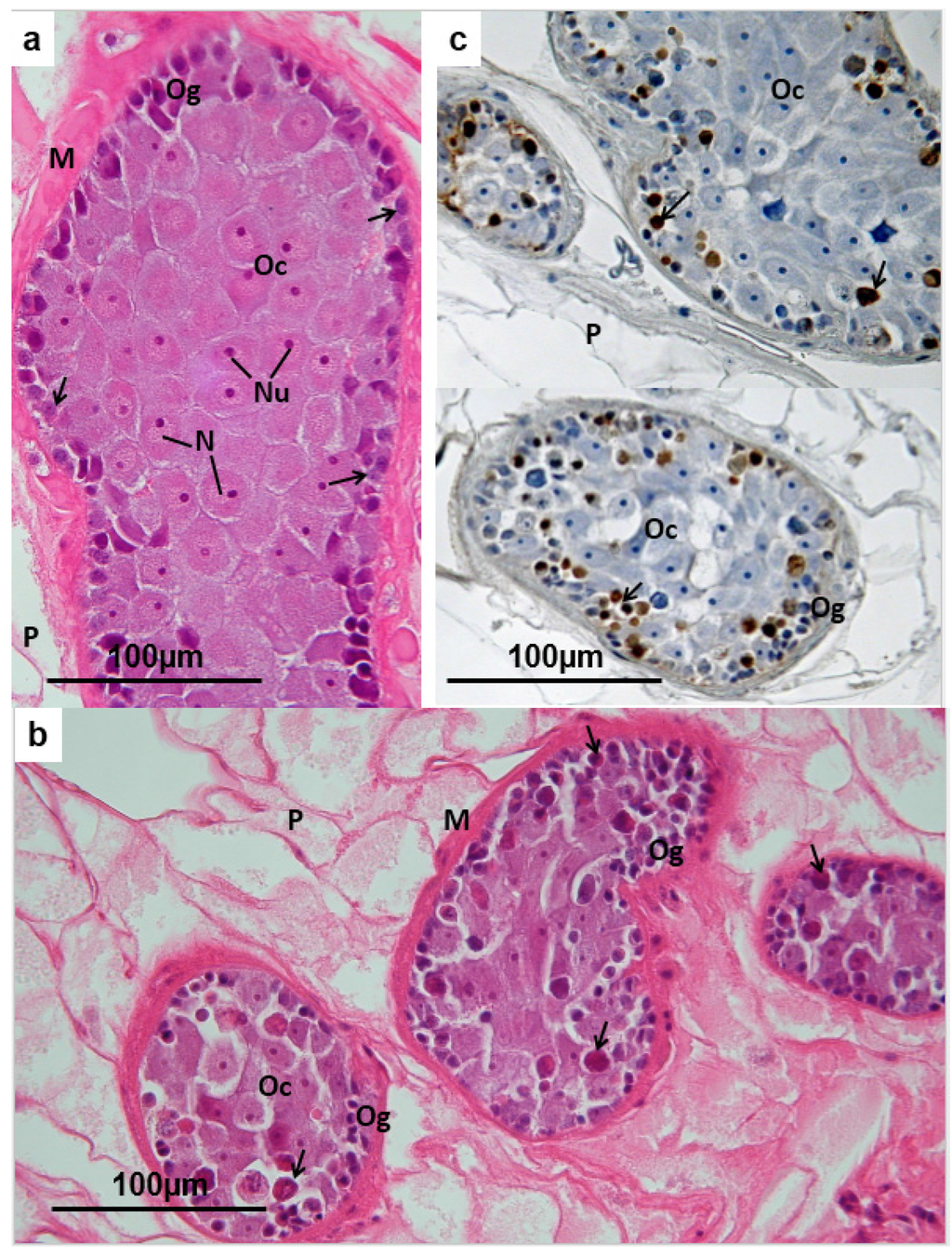 Pathogens 04 00431 g004 1024