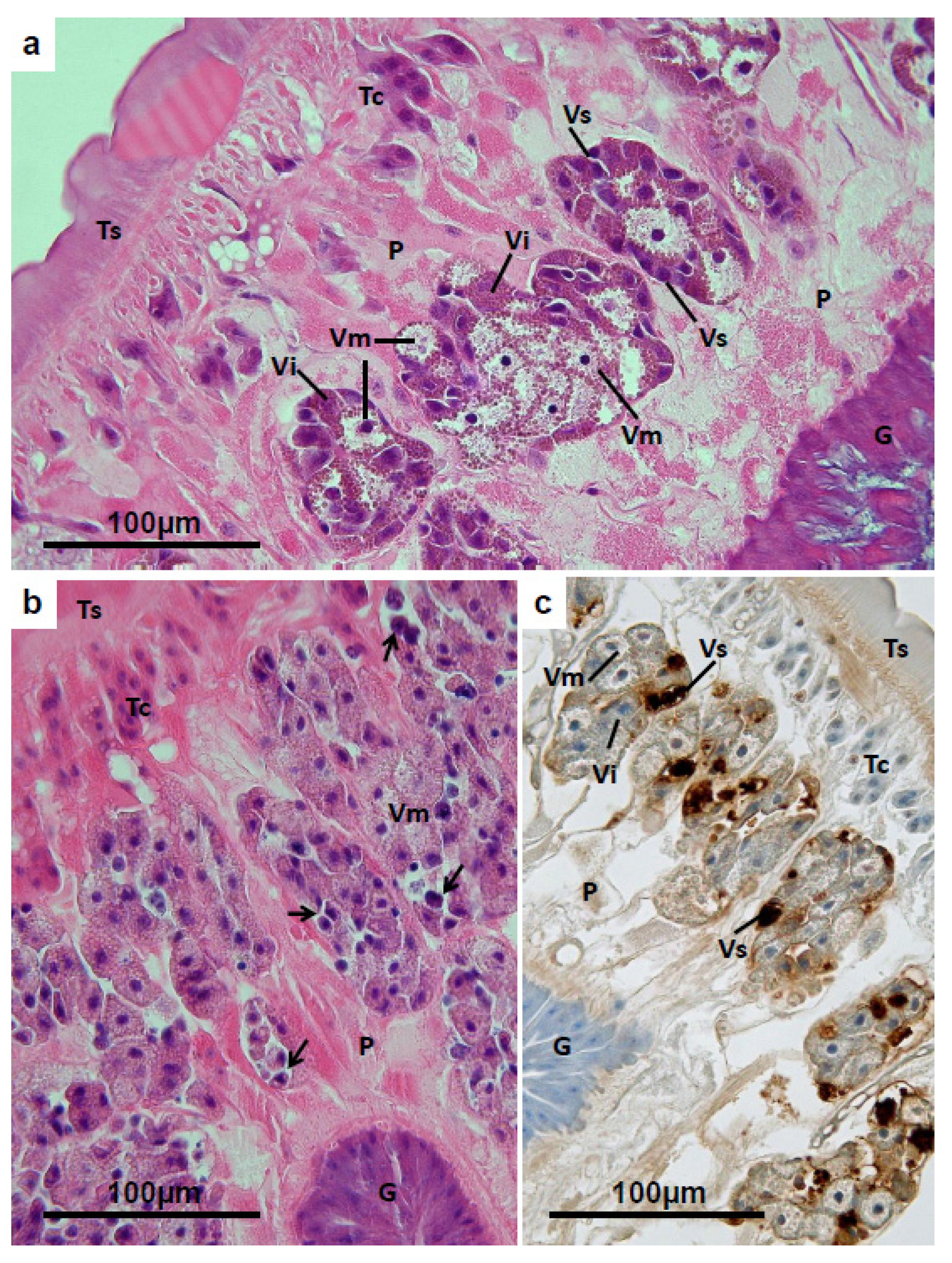 Pathogens 04 00431 g005