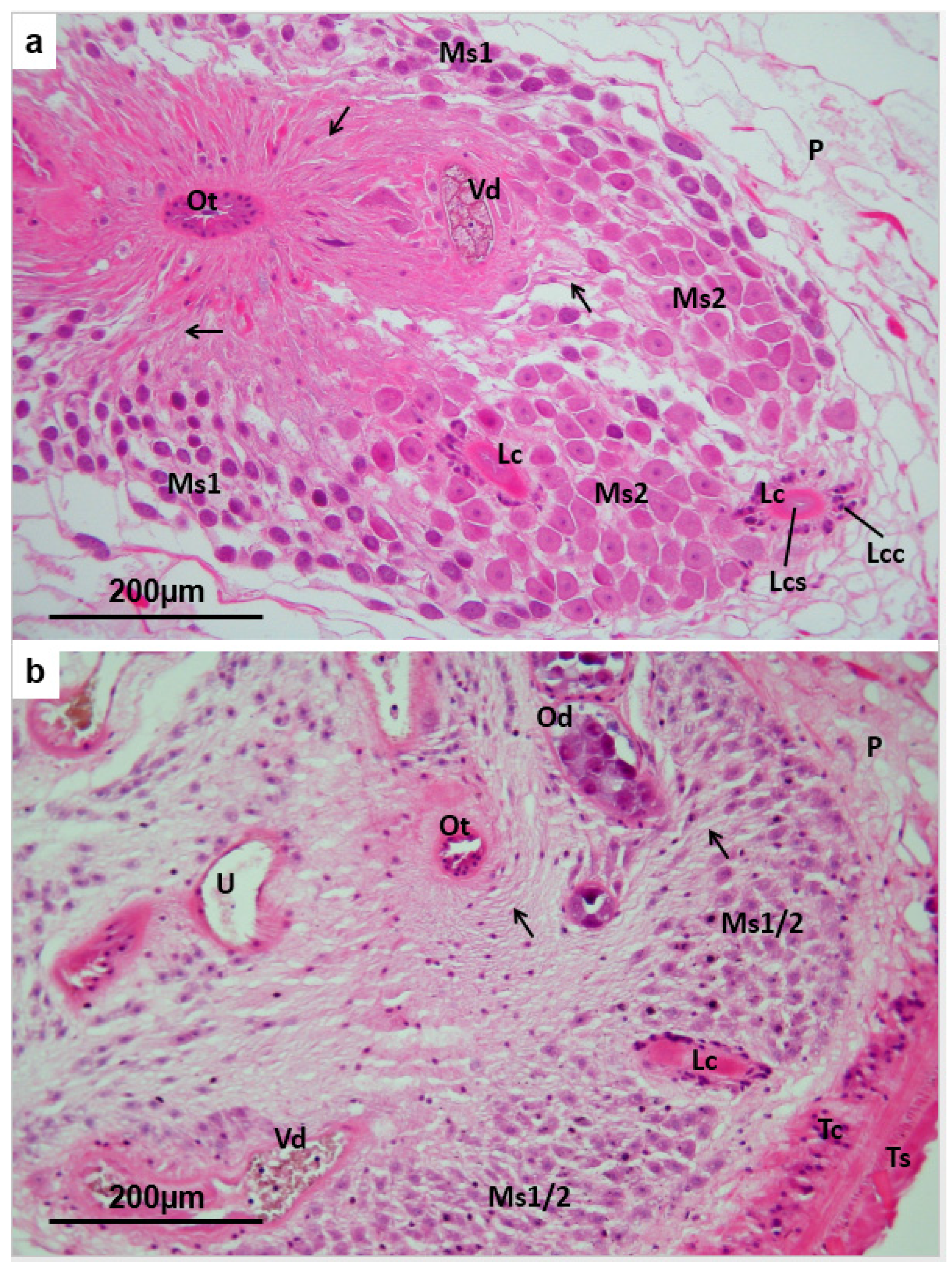 Pathogens 04 00431 g006