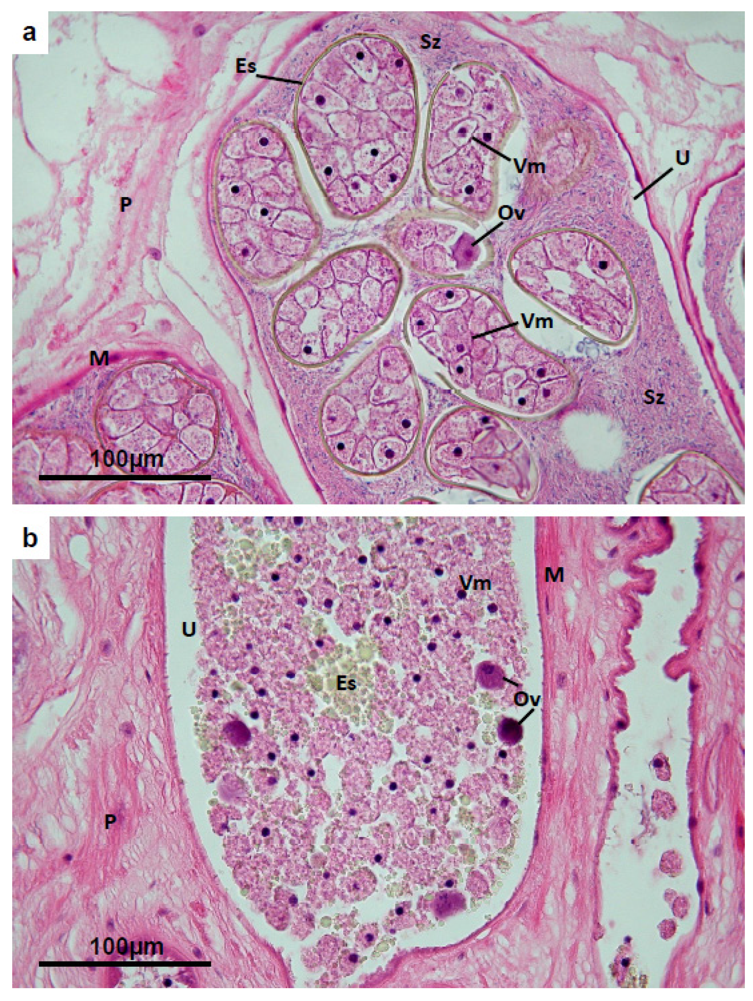 Pathogens 04 00431 g007