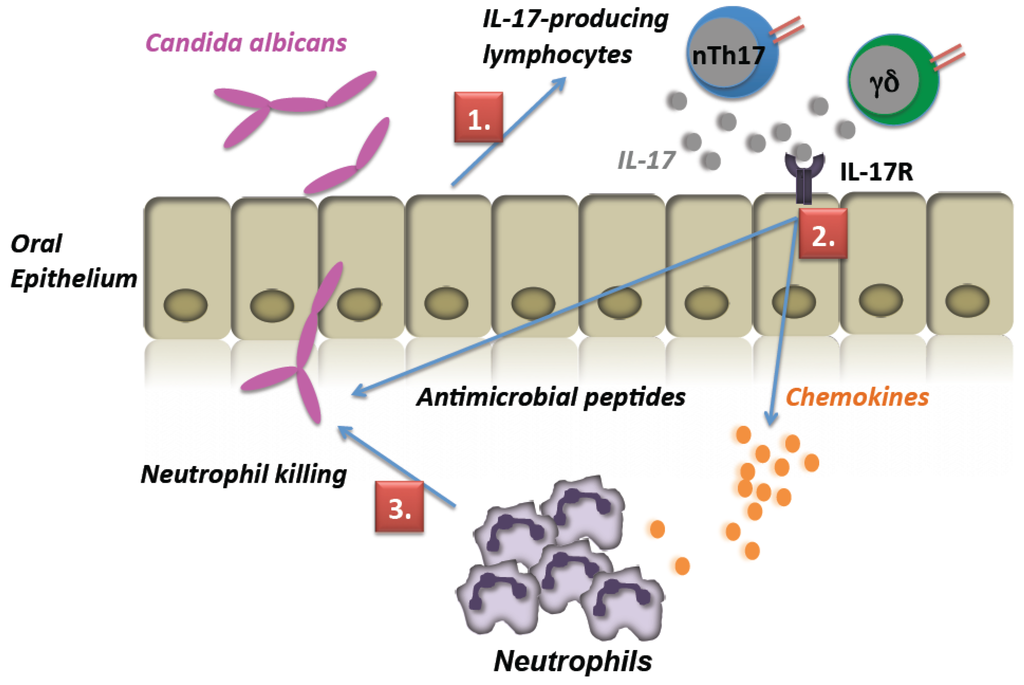 Pathogens 04 00559 g003 1024