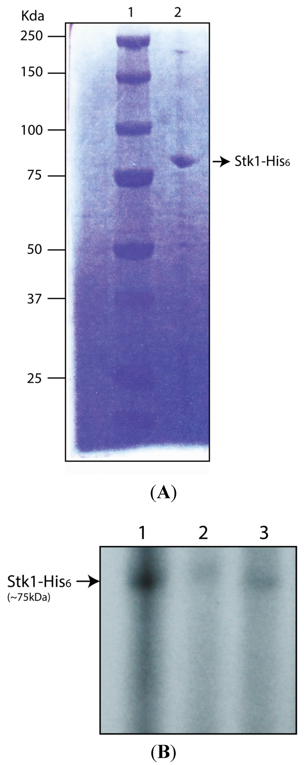 Pathogens 04 00708 g005 1024