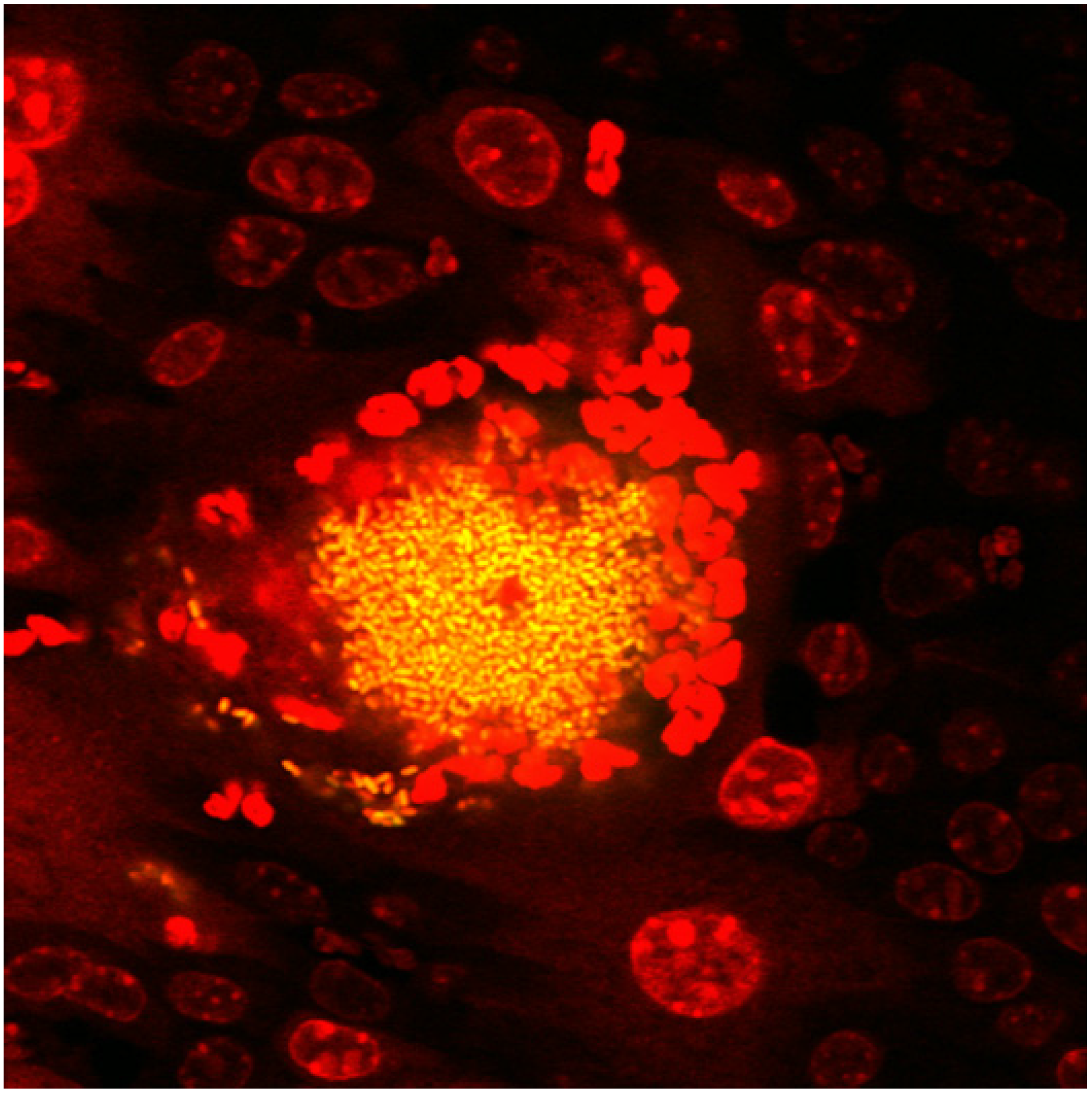 Pathogens 05 00002 g001