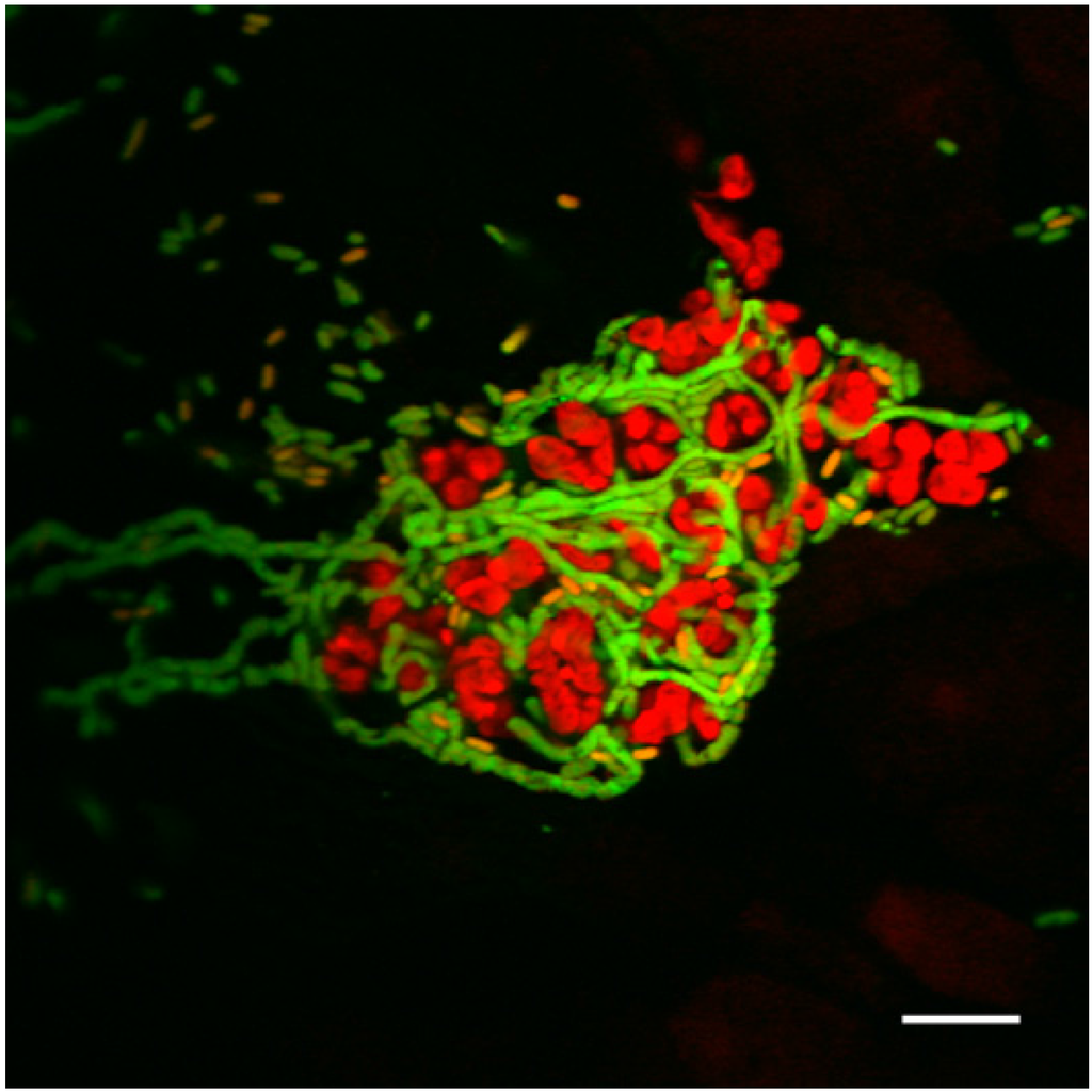 Pathogens 05 00002 g002 1024