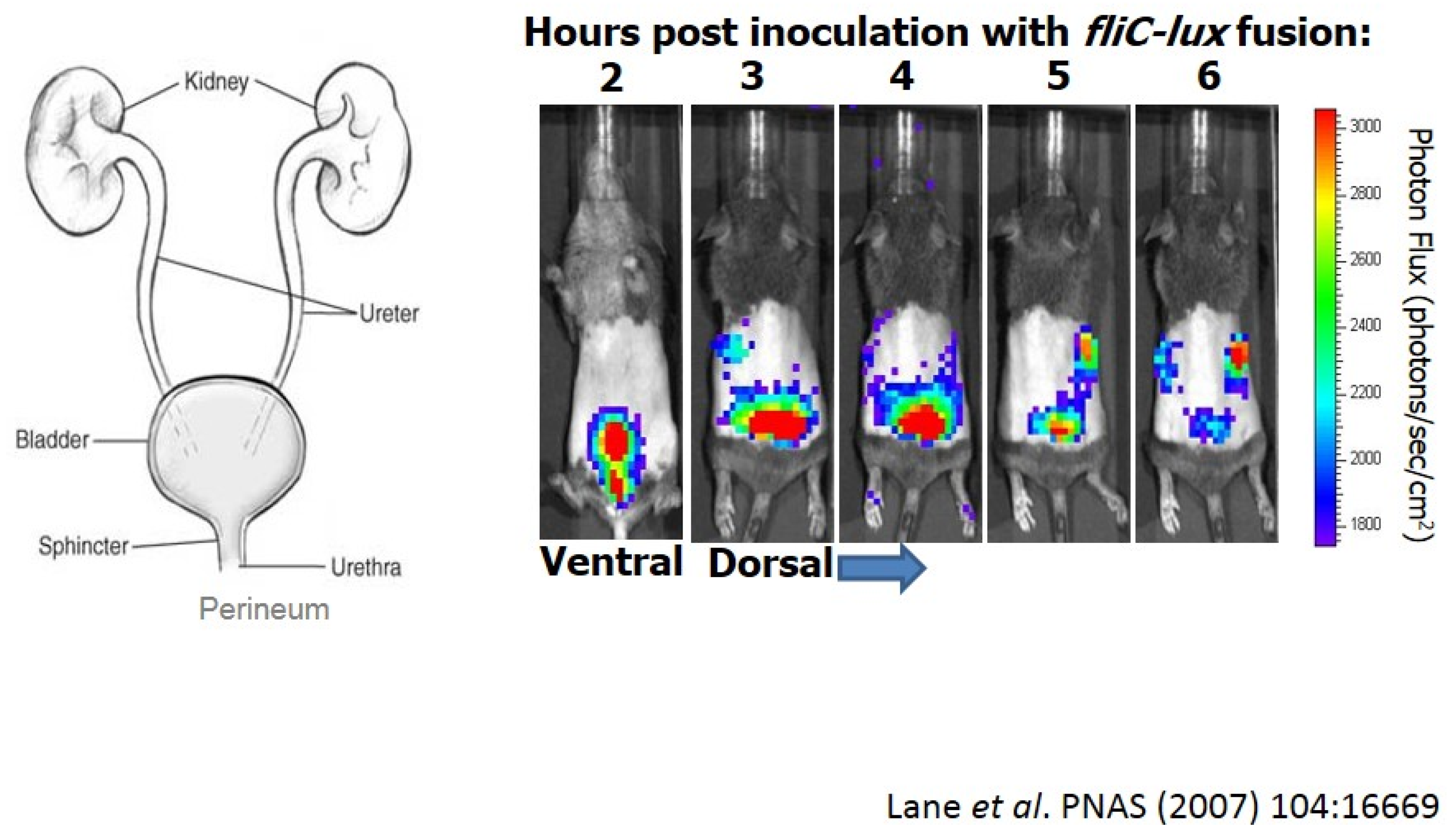 Pathogens 05 00007 g001
