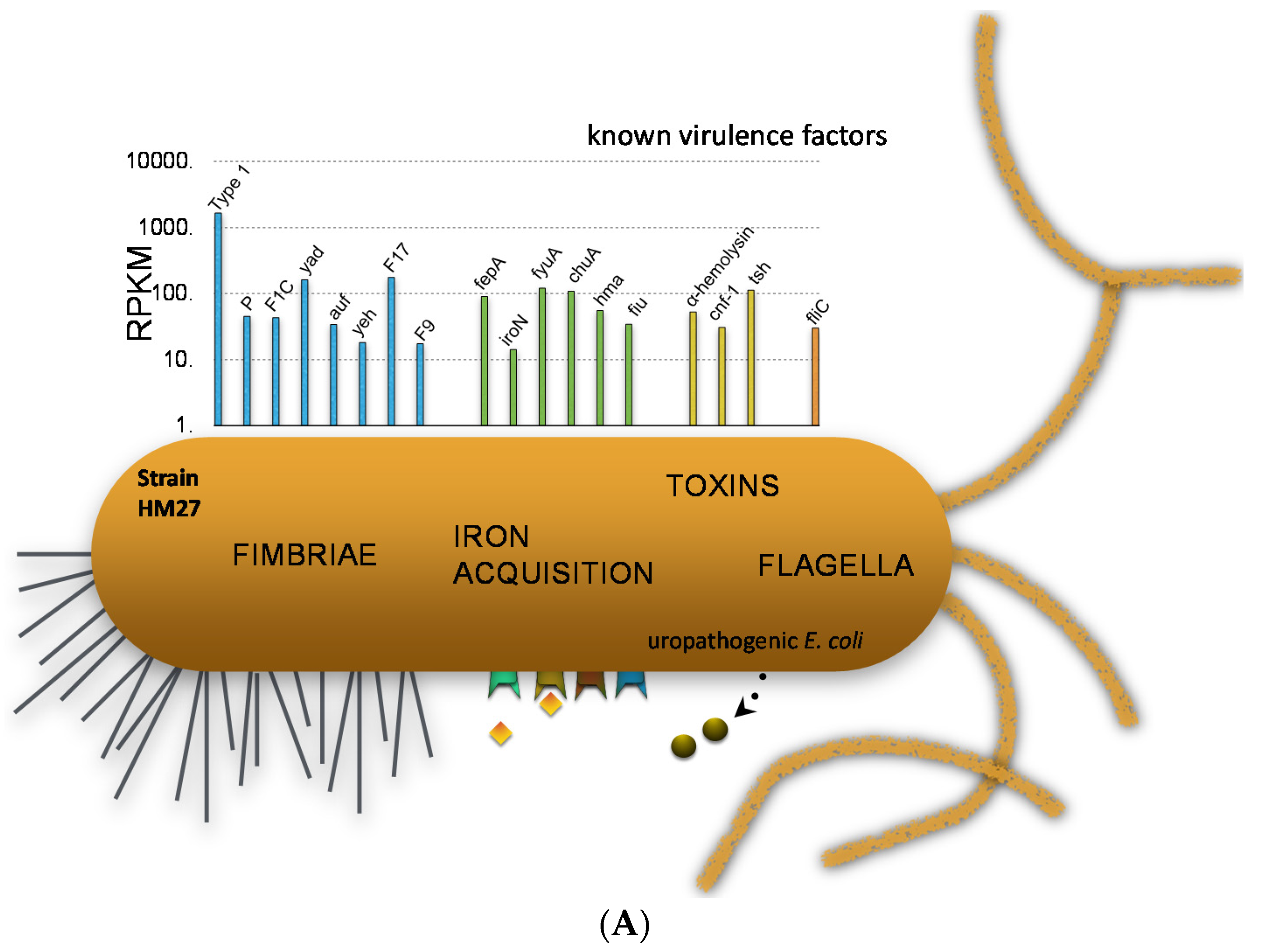 Pathogens 05 00007 g004a