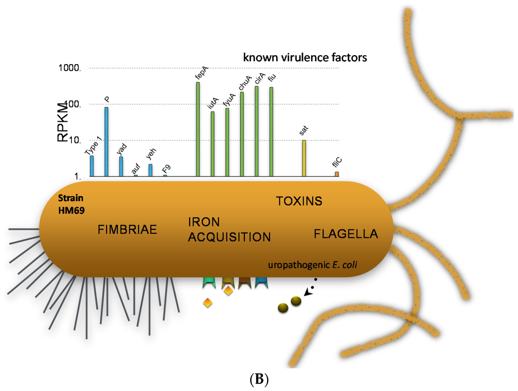 Pathogens 05 00007 g004b 1024
