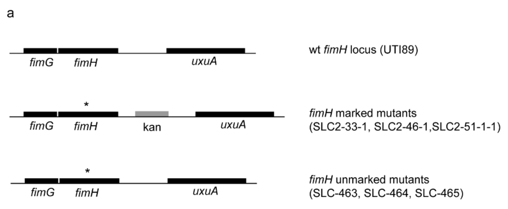 Pathogens 05 00009 g001a 1024