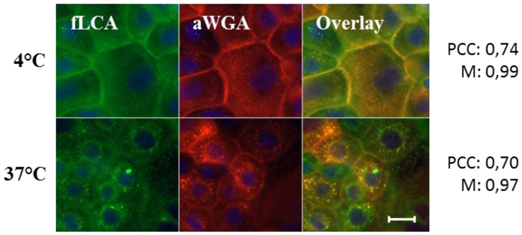 Pathogens 05 00016 g003 1024