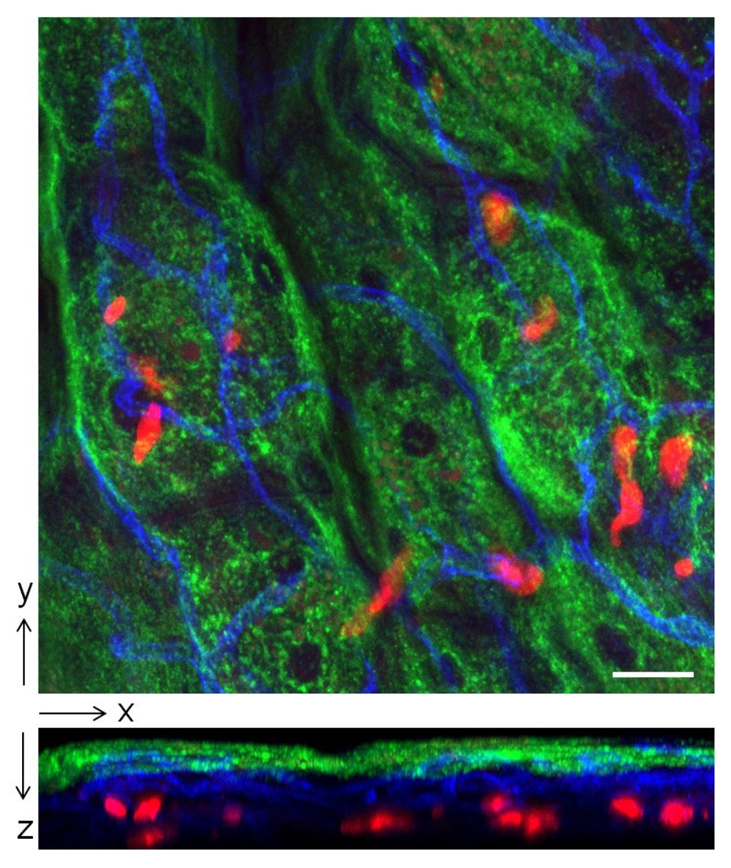 Pathogens 05 00019 g004 1024