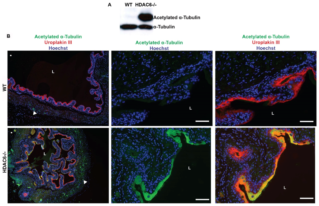 Pathogens 05 00020 g004 1024