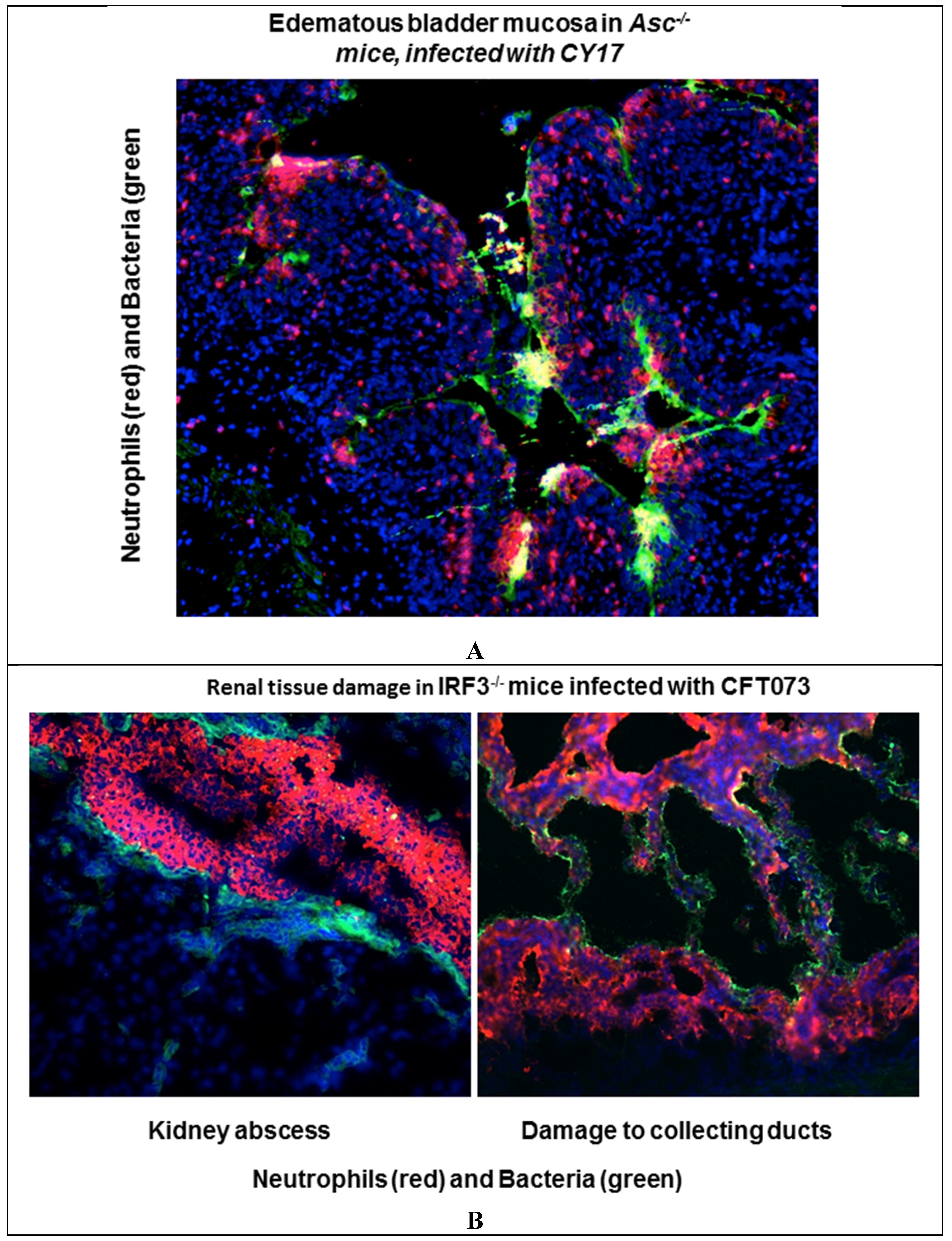 Pathogens 05 00024 g001