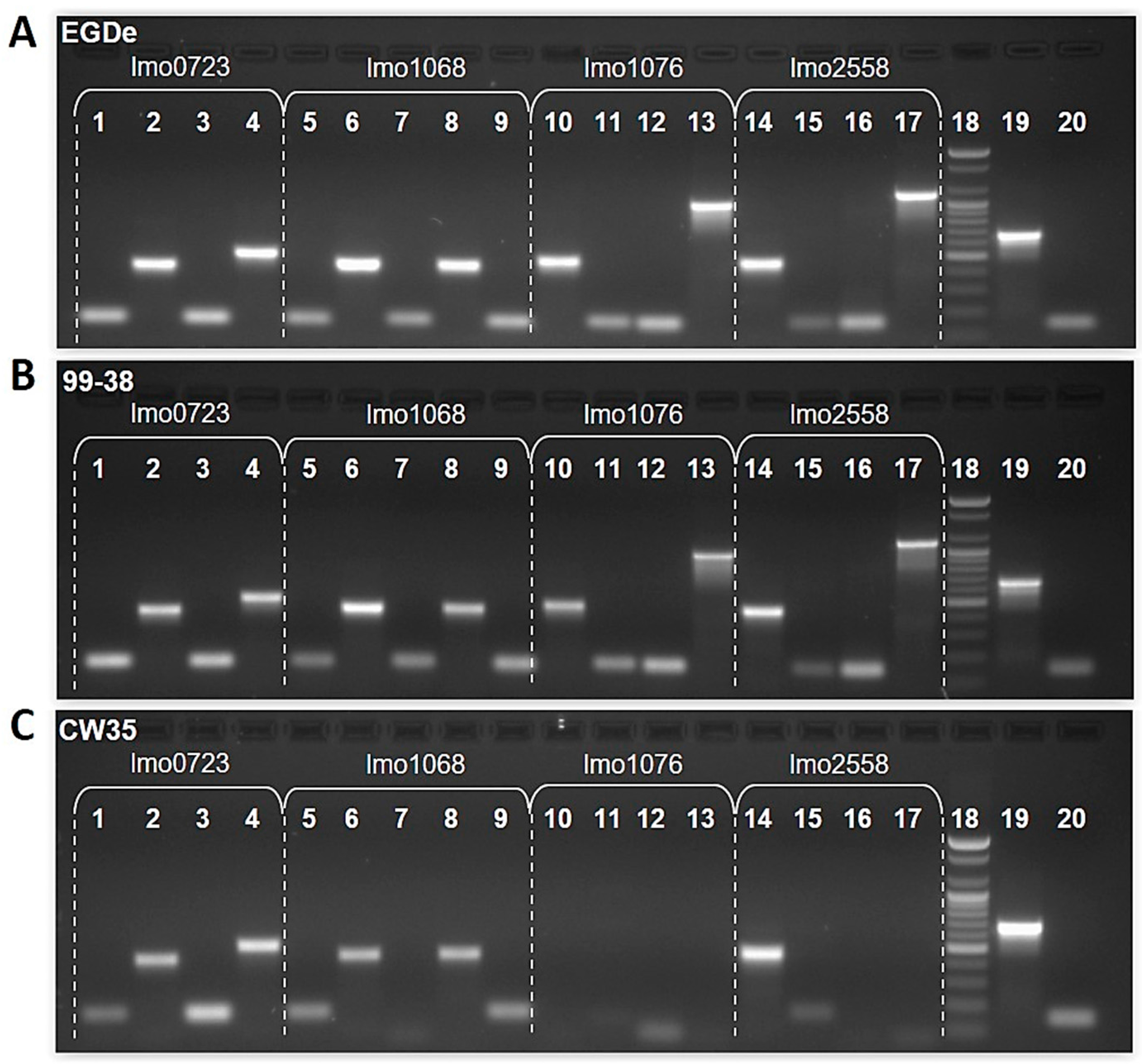 Pathogens 05 00060 g005