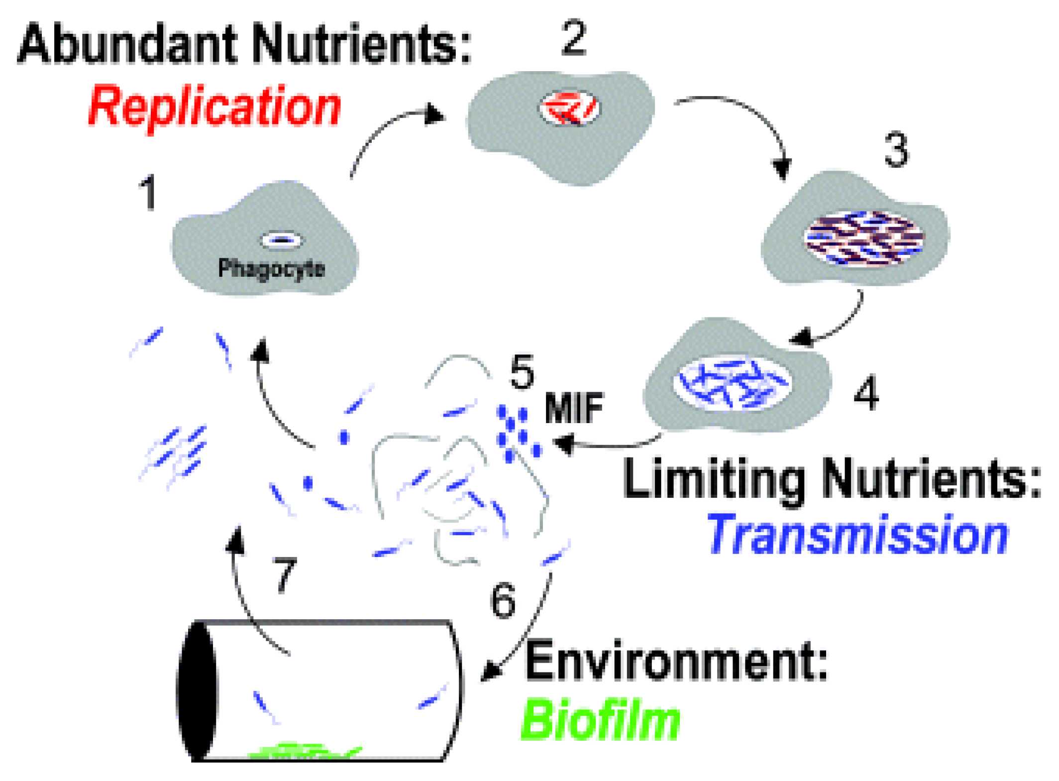 Pathogens 06 00014 g005