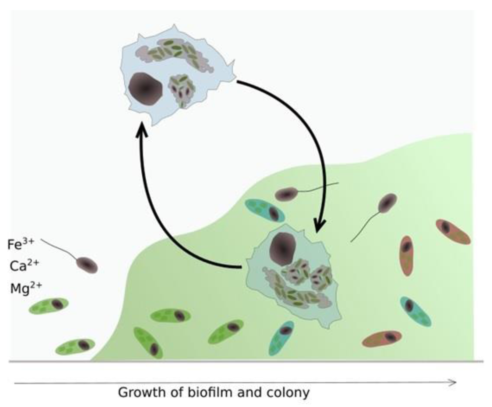 Pathogens 06 00014 g008