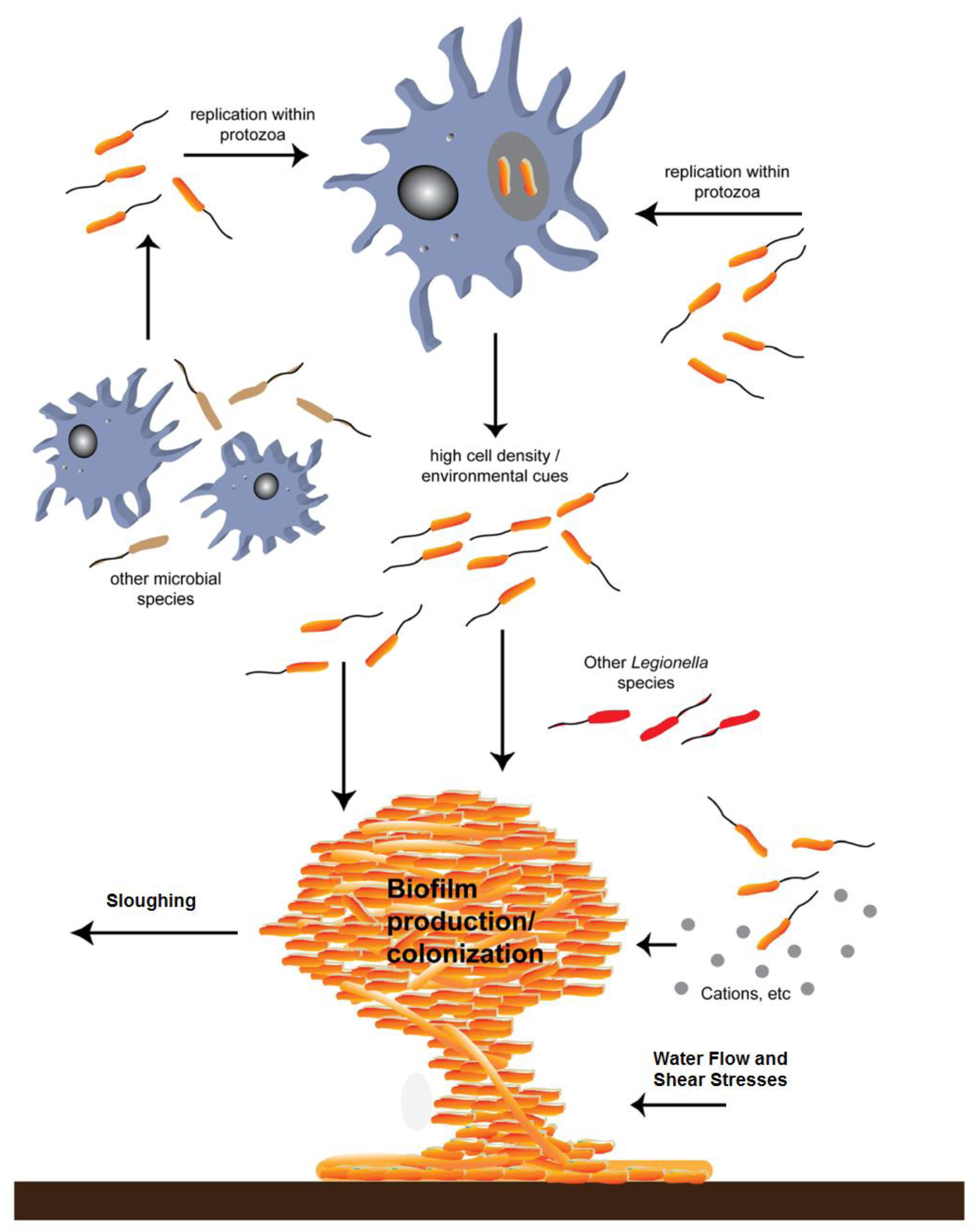 Pathogens 06 00014 g009