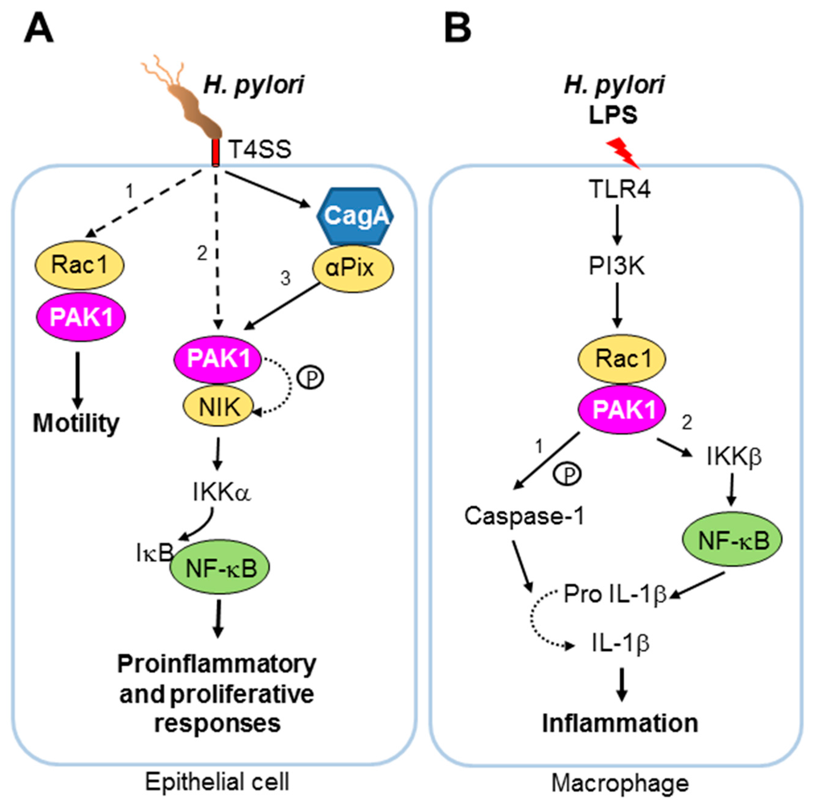 Pathogens 06 00017 g003