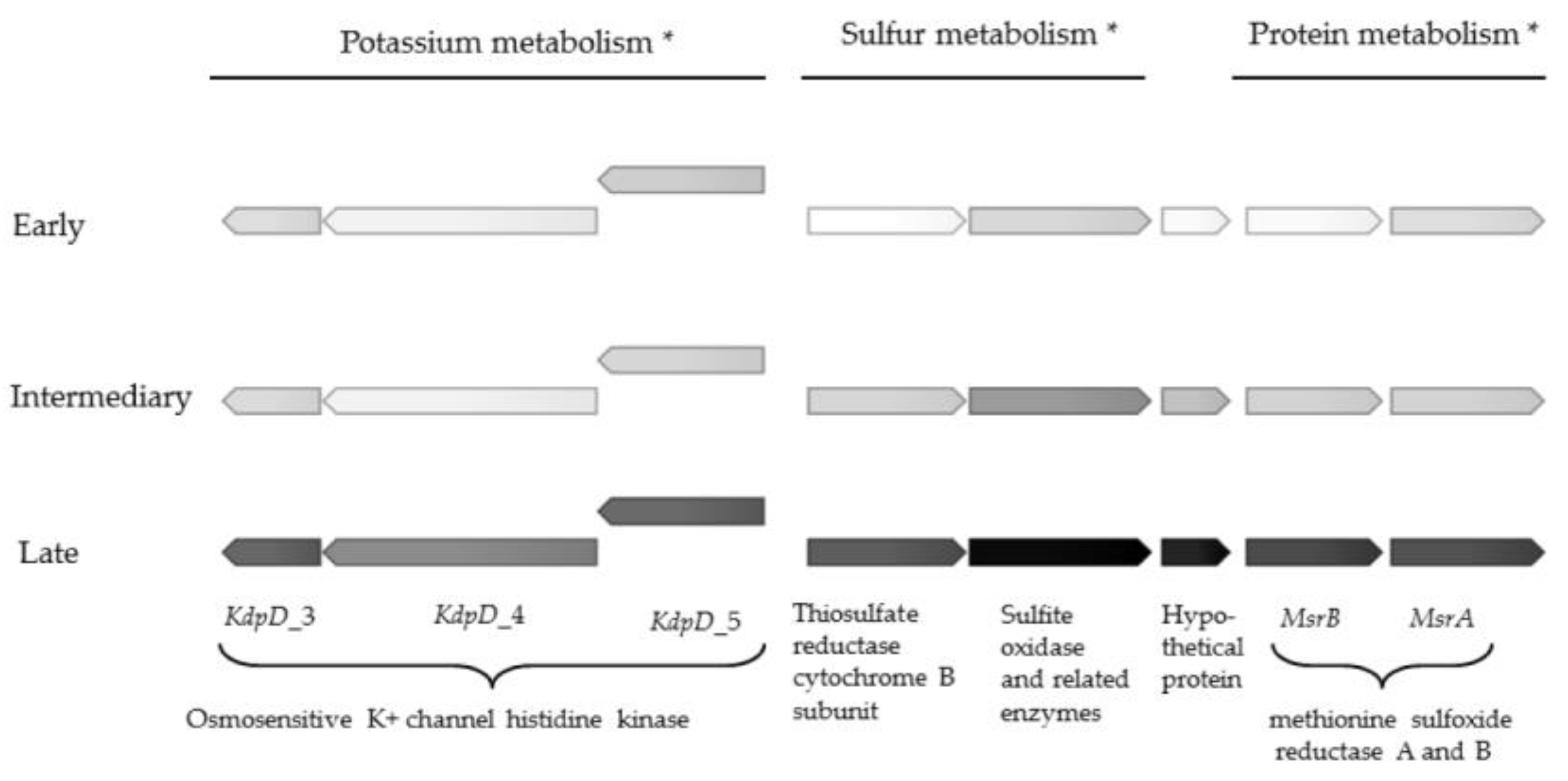 Pathogens 06 00020 g001