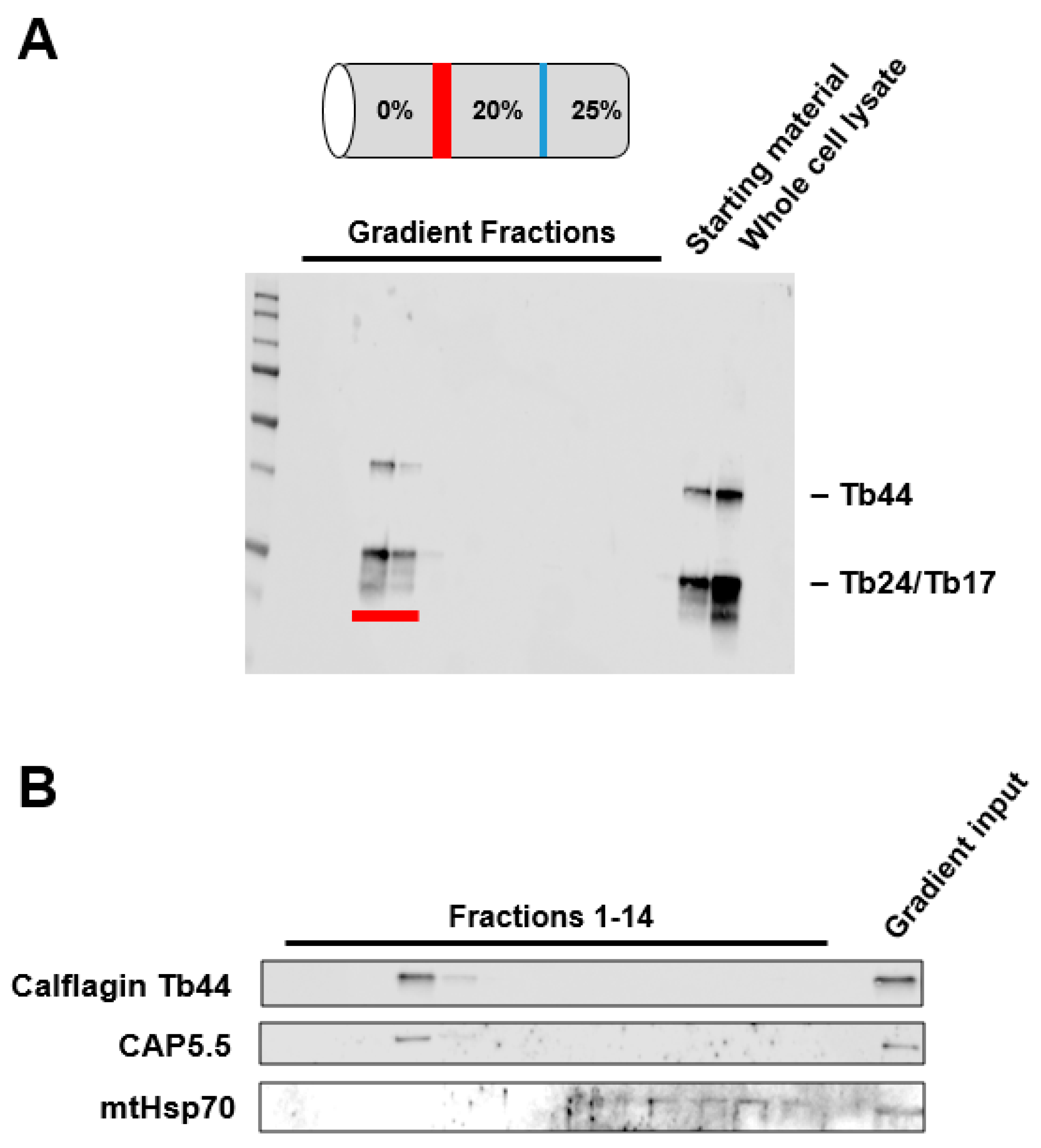 Pathogens 06 00039 g001