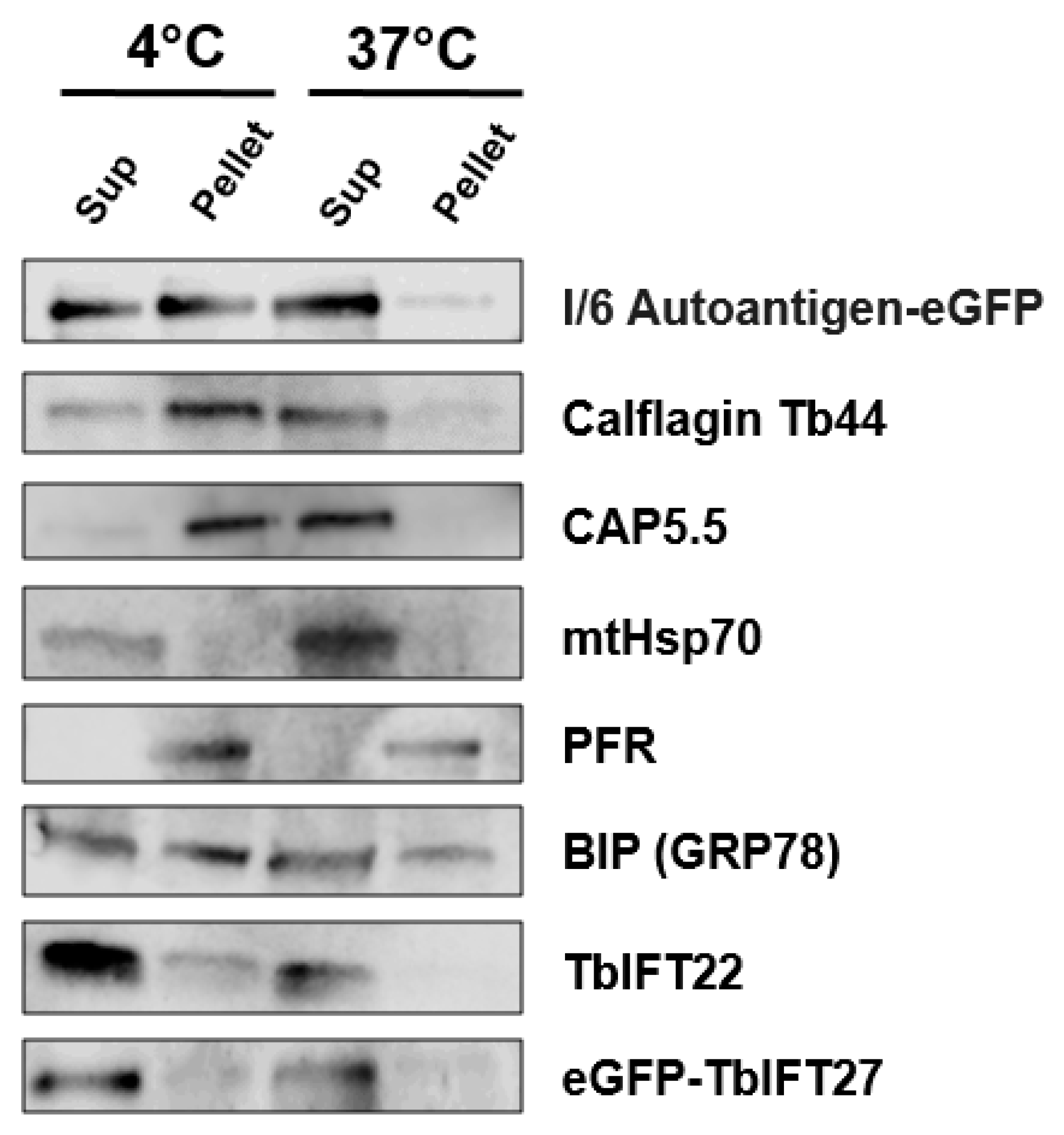 Pathogens 06 00039 g003