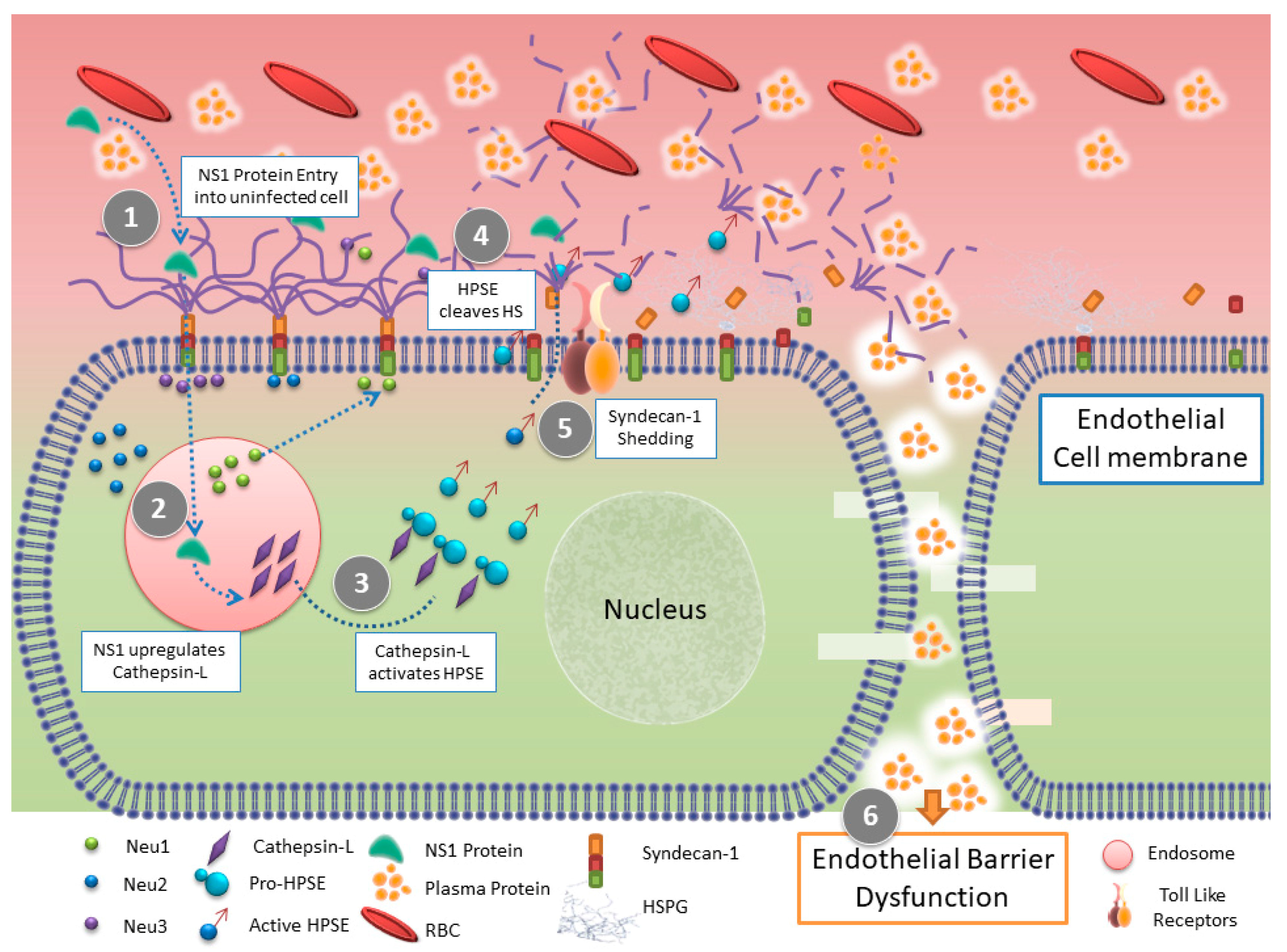 Pathogens 06 00043 g002
