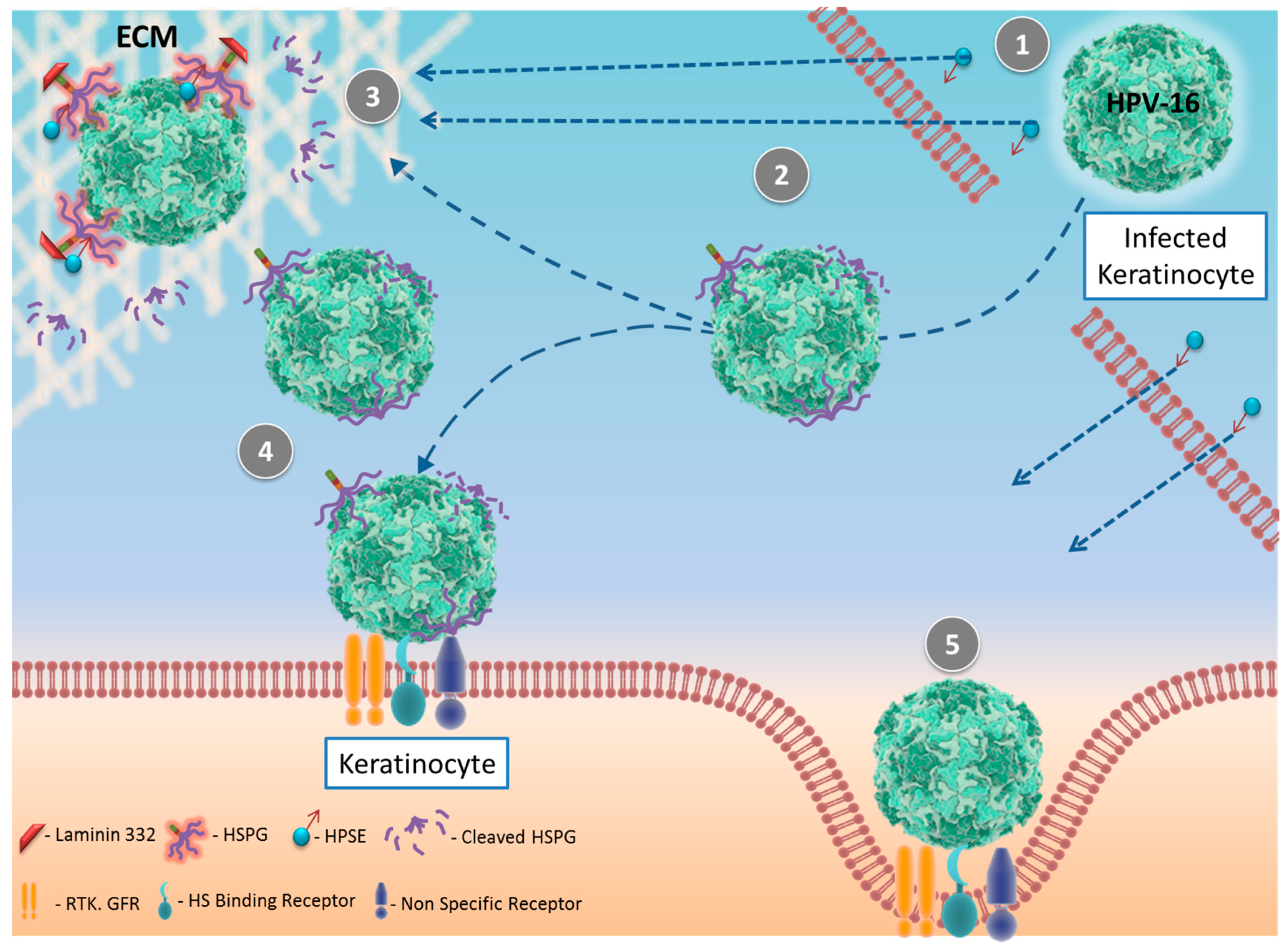 Pathogens 06 00043 g003