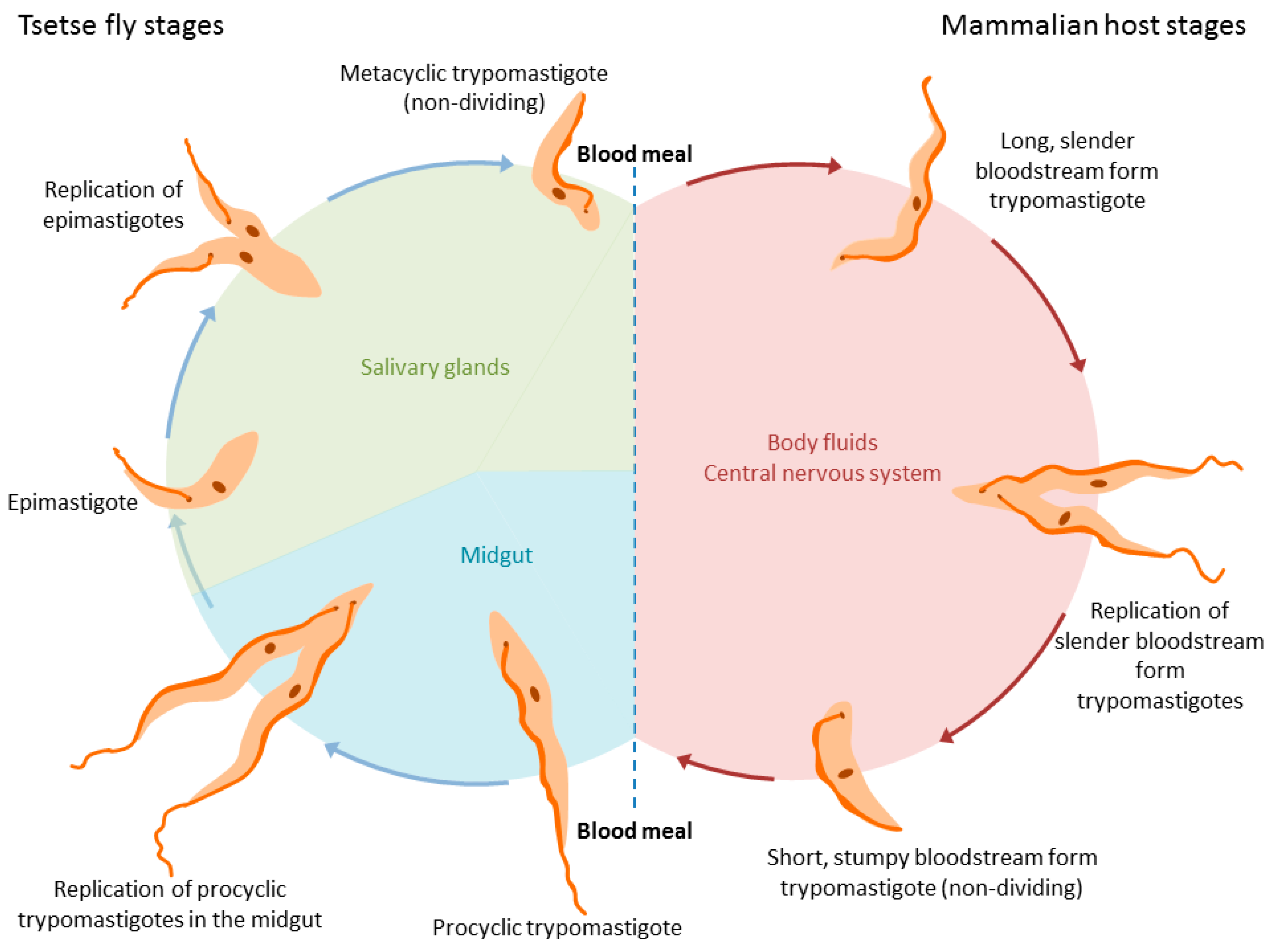 Pathogens 06 00047 g001