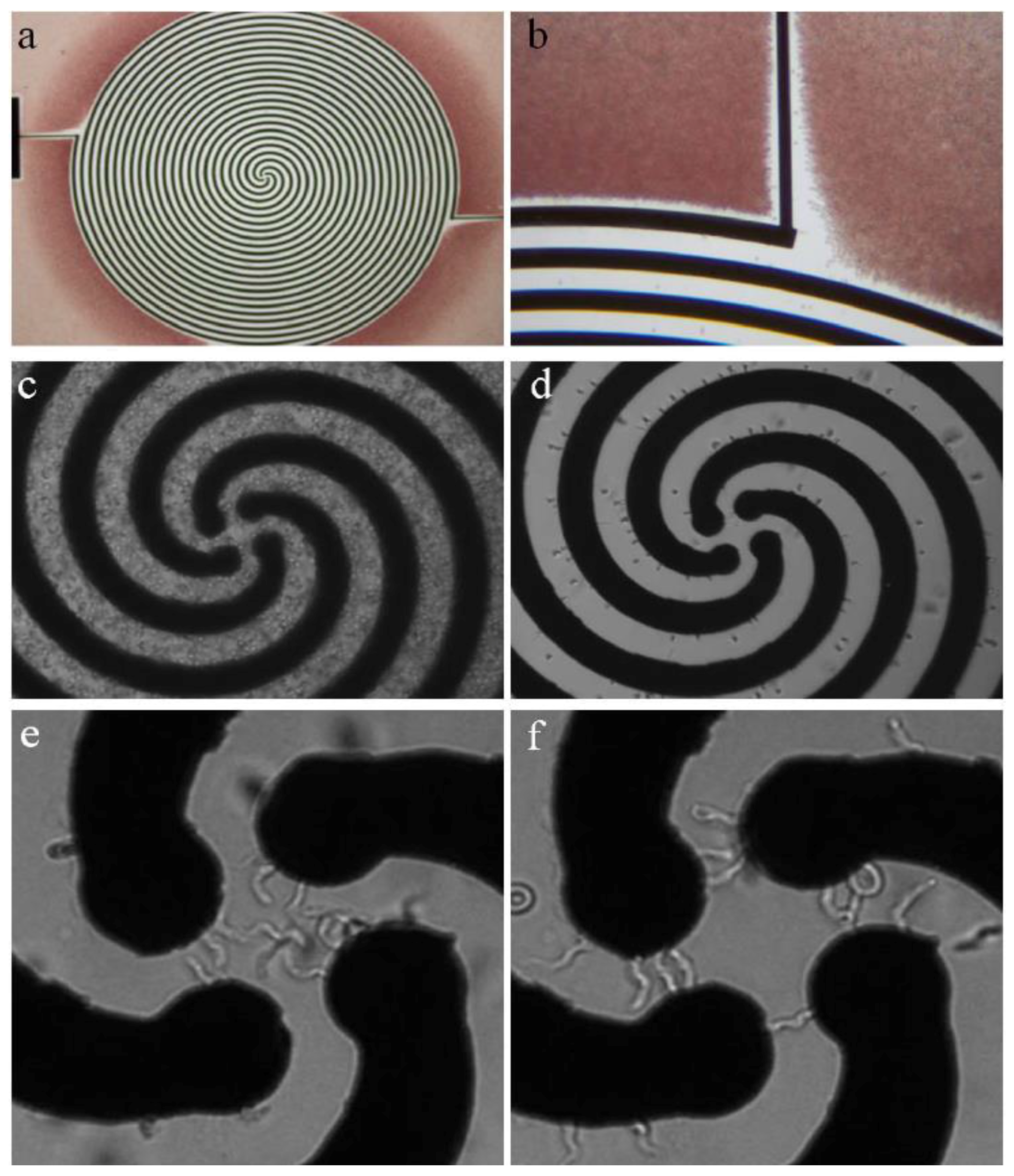 Pathogens 06 00047 g002