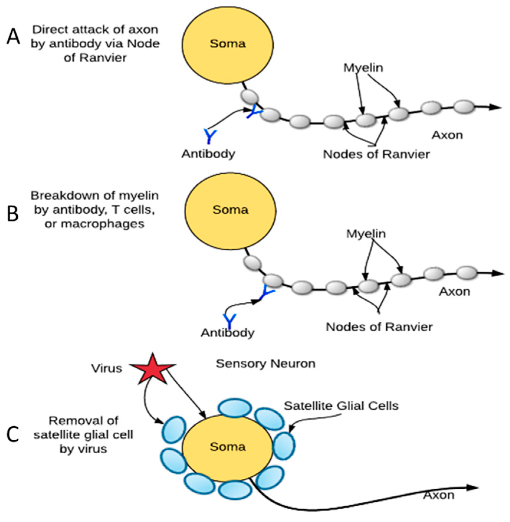 Pathogens 06 00049 g005