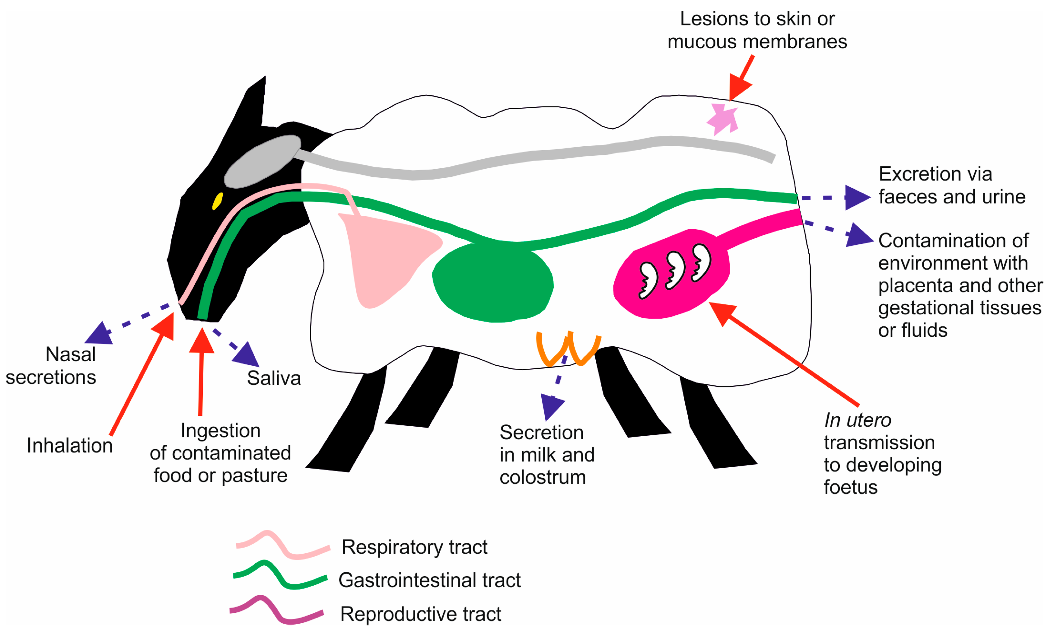 Pathogens 06 00060 g001 Pathogens 06 00060 g001