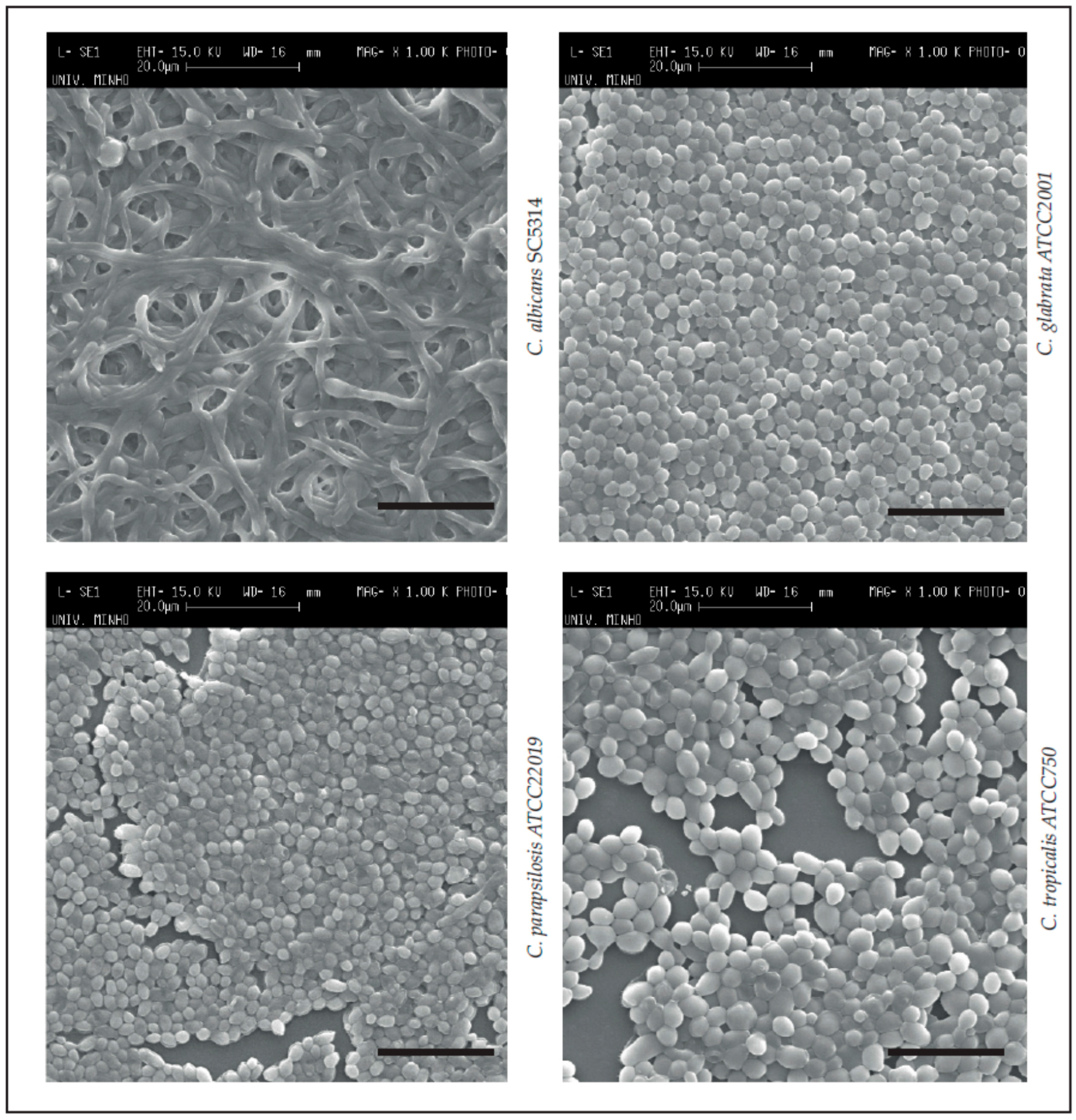 Pathogens 06 00062 g001