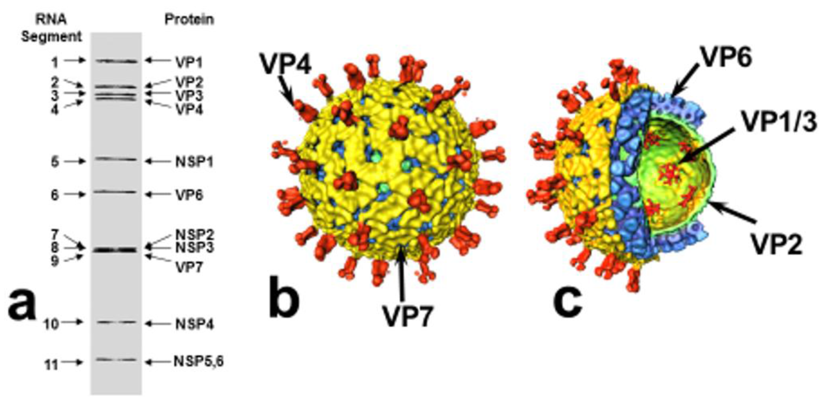 Pathogens 06 00065 g001