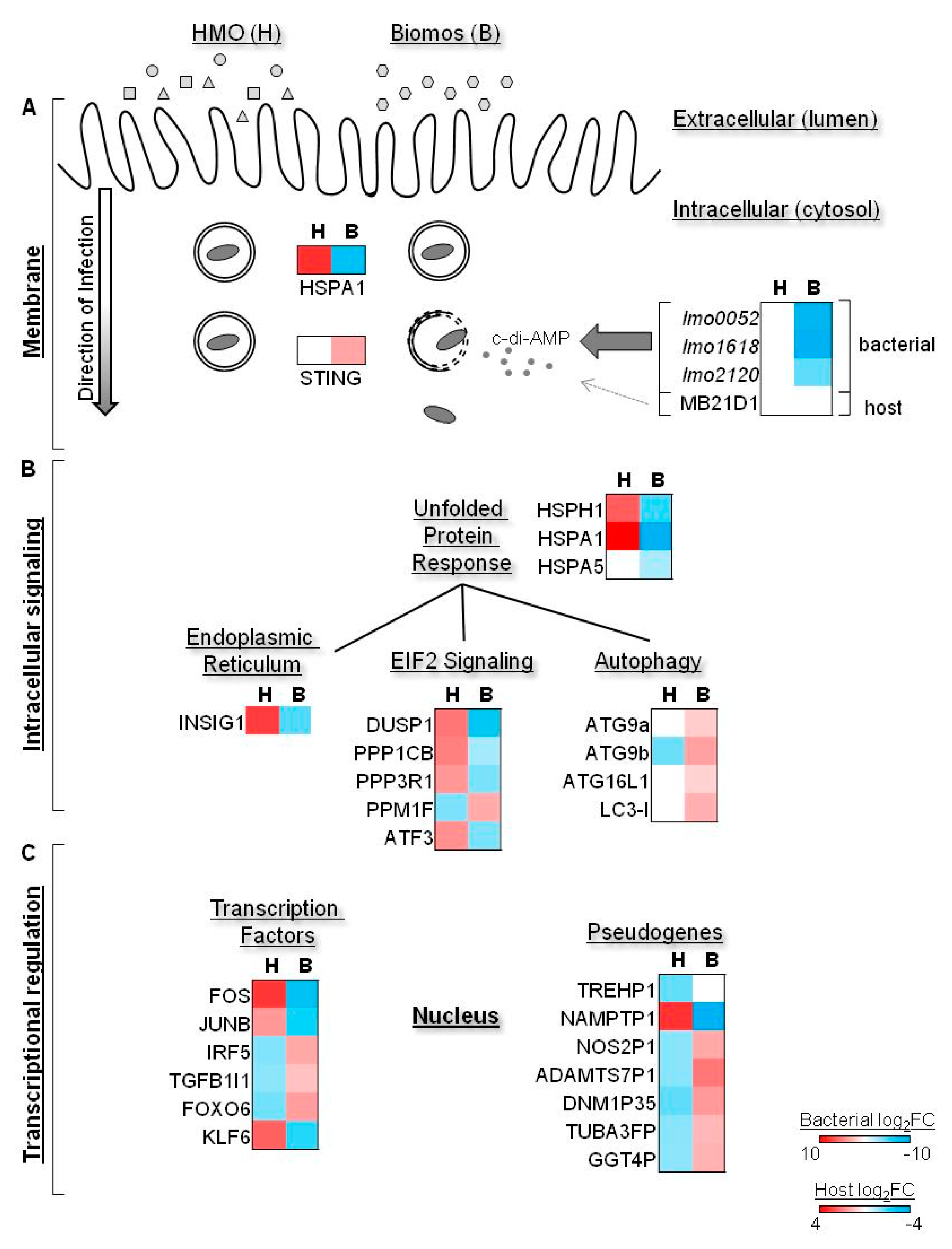 Pathogens 06 00068 g004