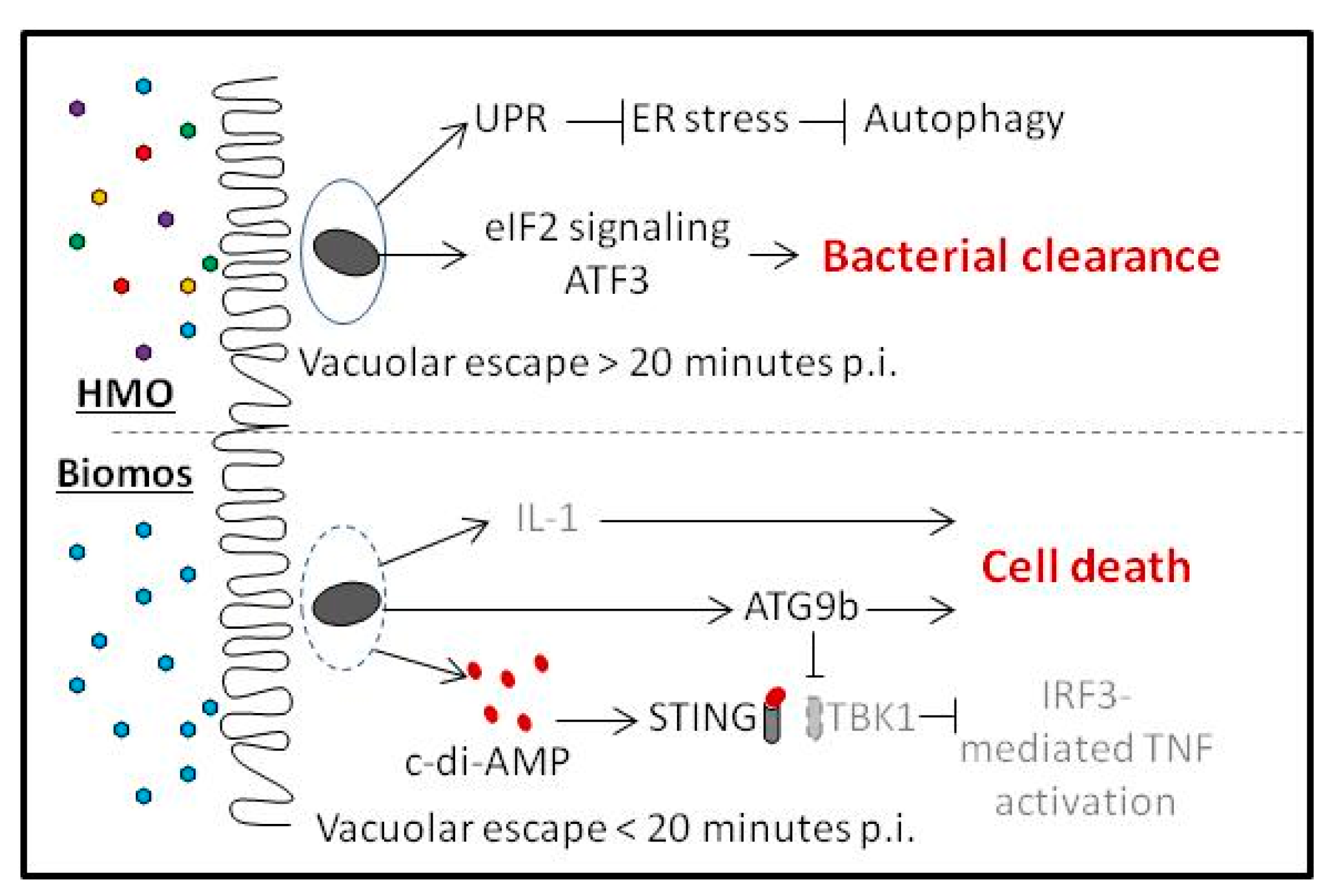 Pathogens 06 00068 g005