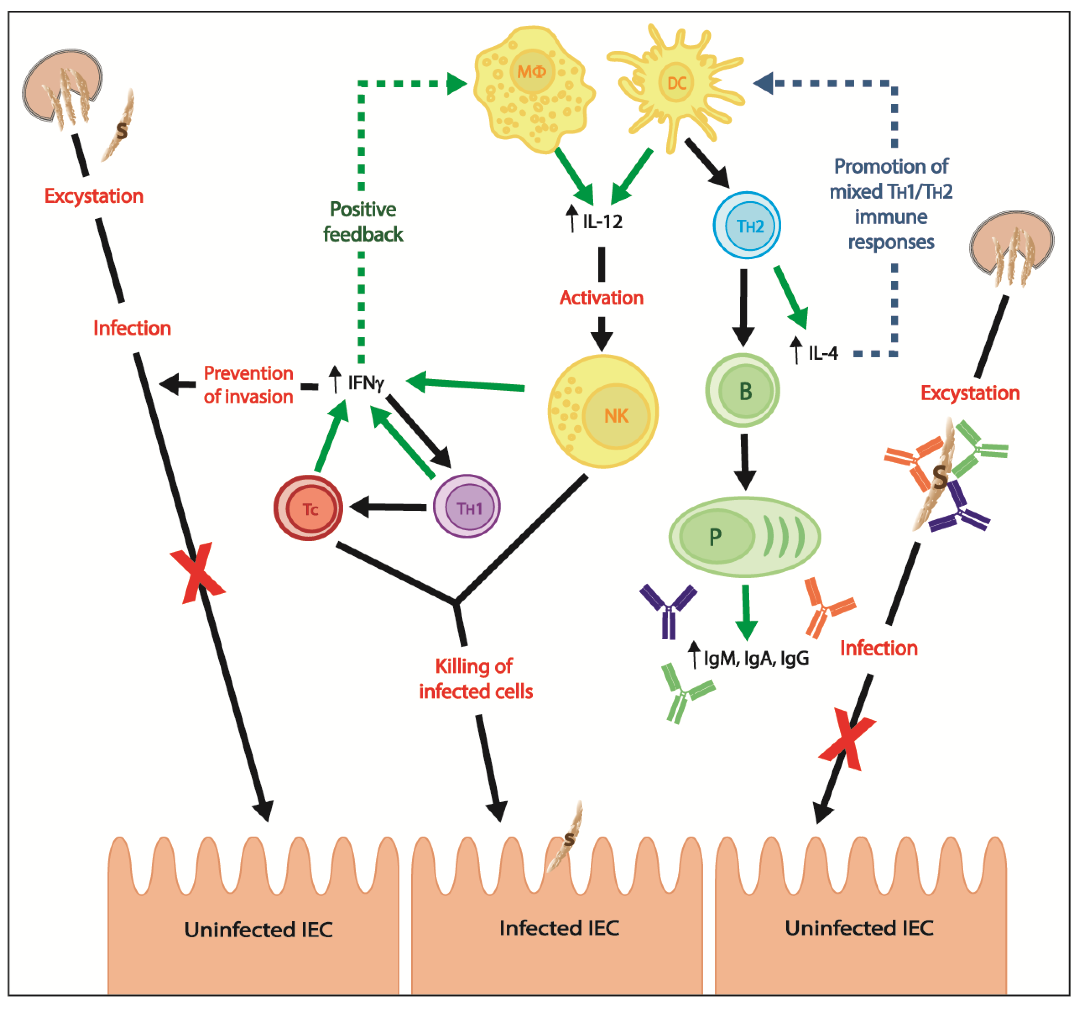 Pathogens 07 00002 g003