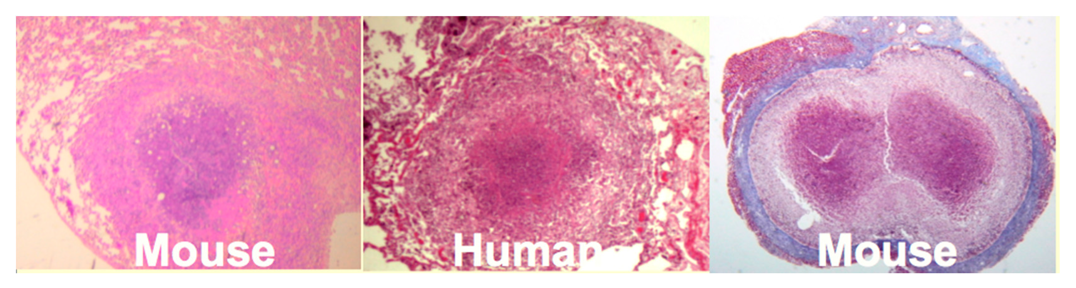 Pathogens 07 00019 g004