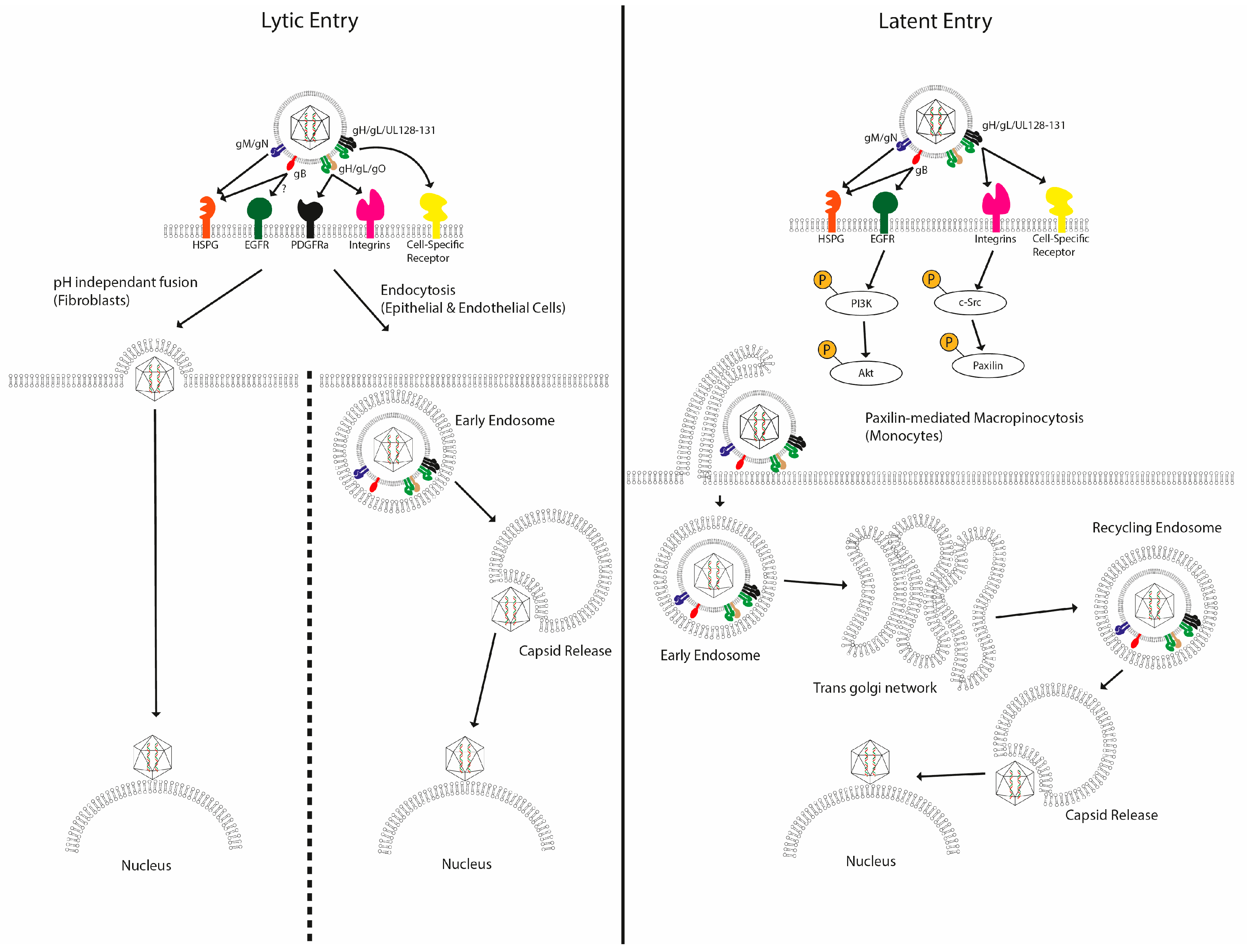 Pathogens 07 00030 g001