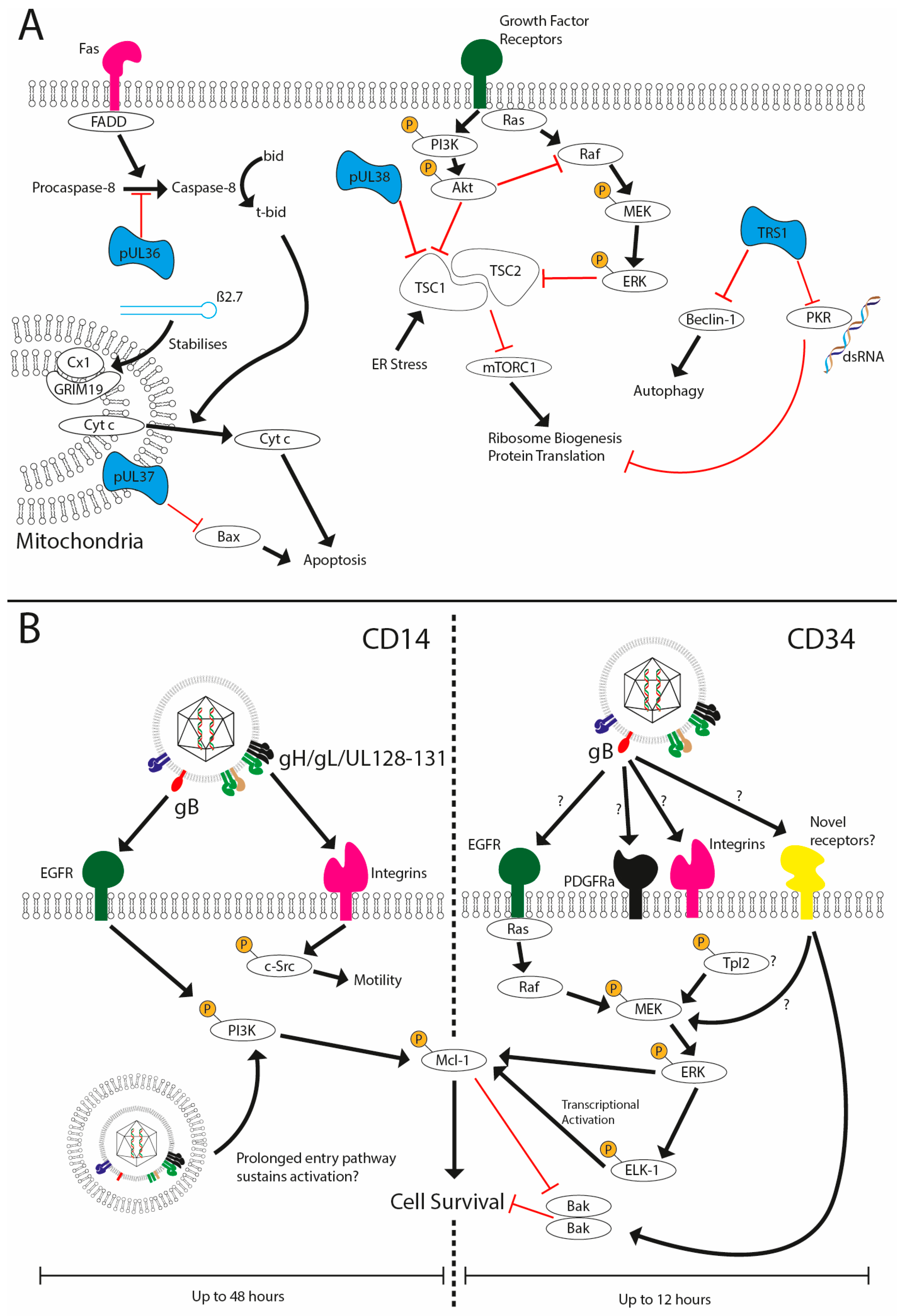 Pathogens 07 00030 g002