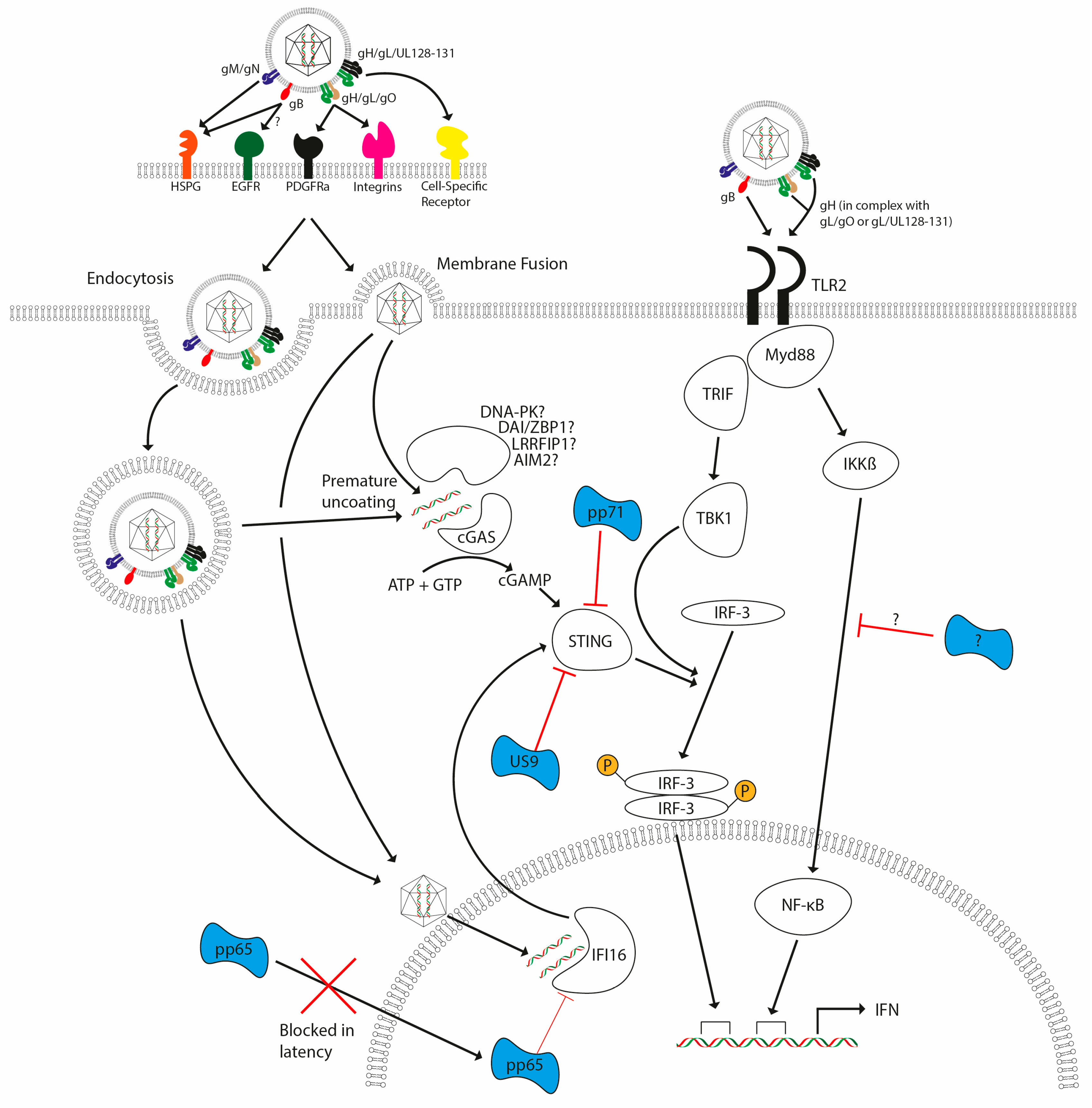 Pathogens 07 00030 g003