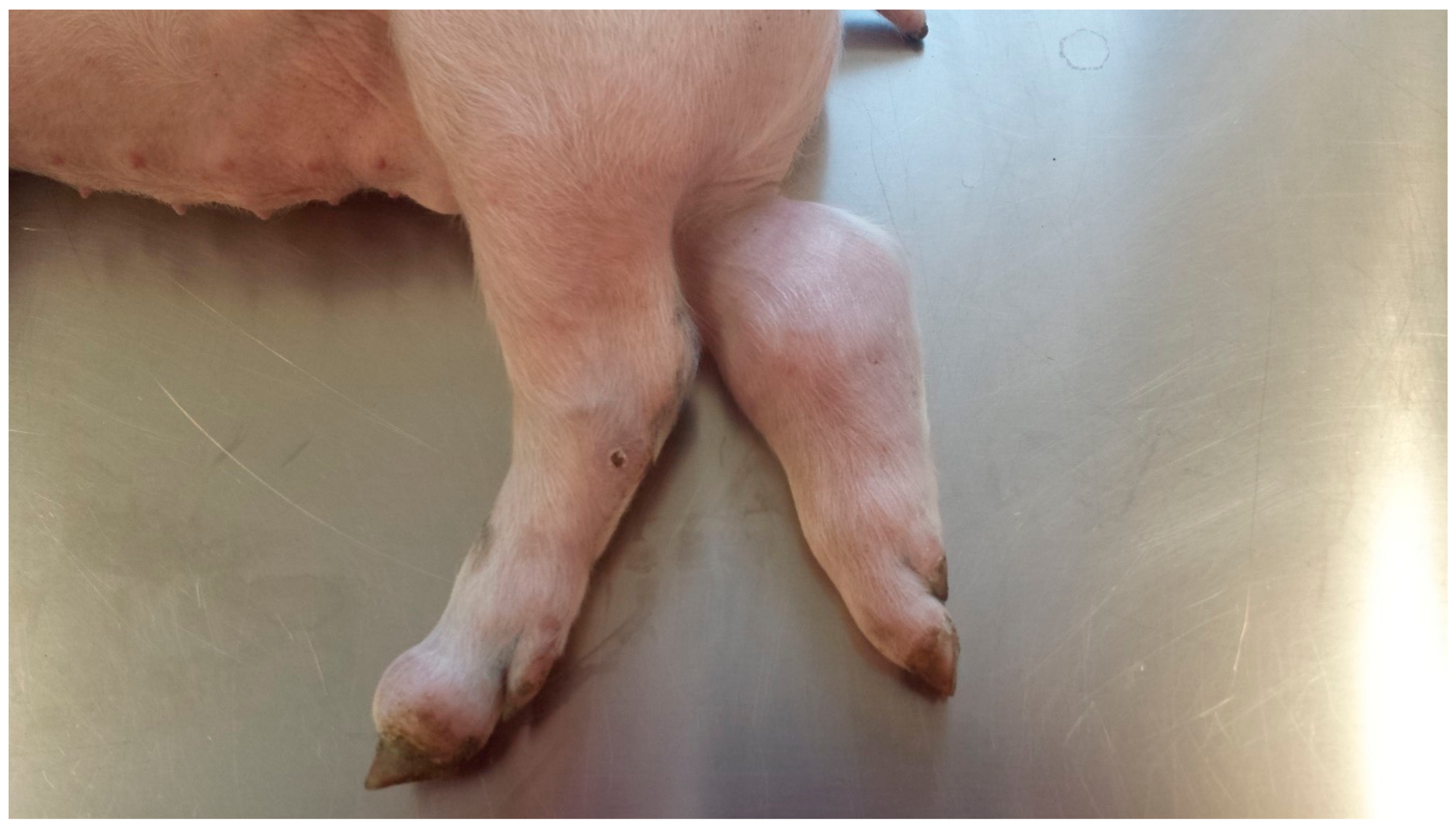 Pathogens 07 00034 g001