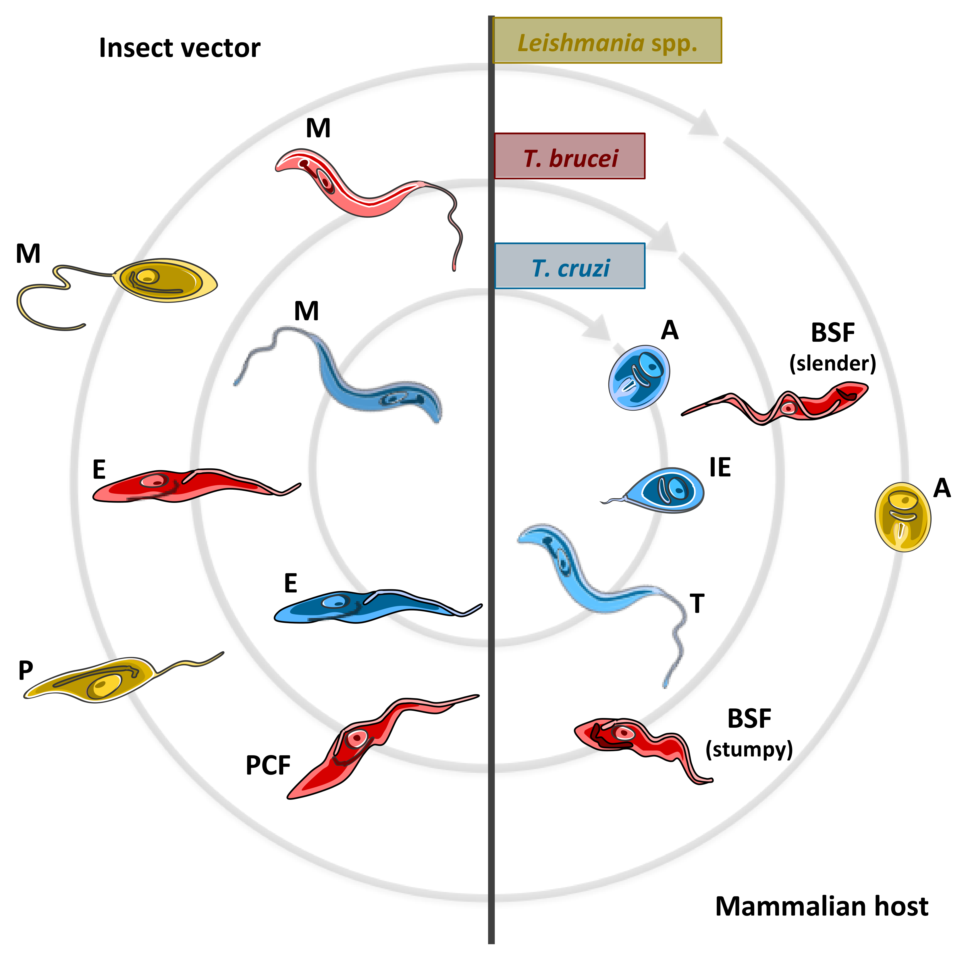 Pathogens 07 00036 g001