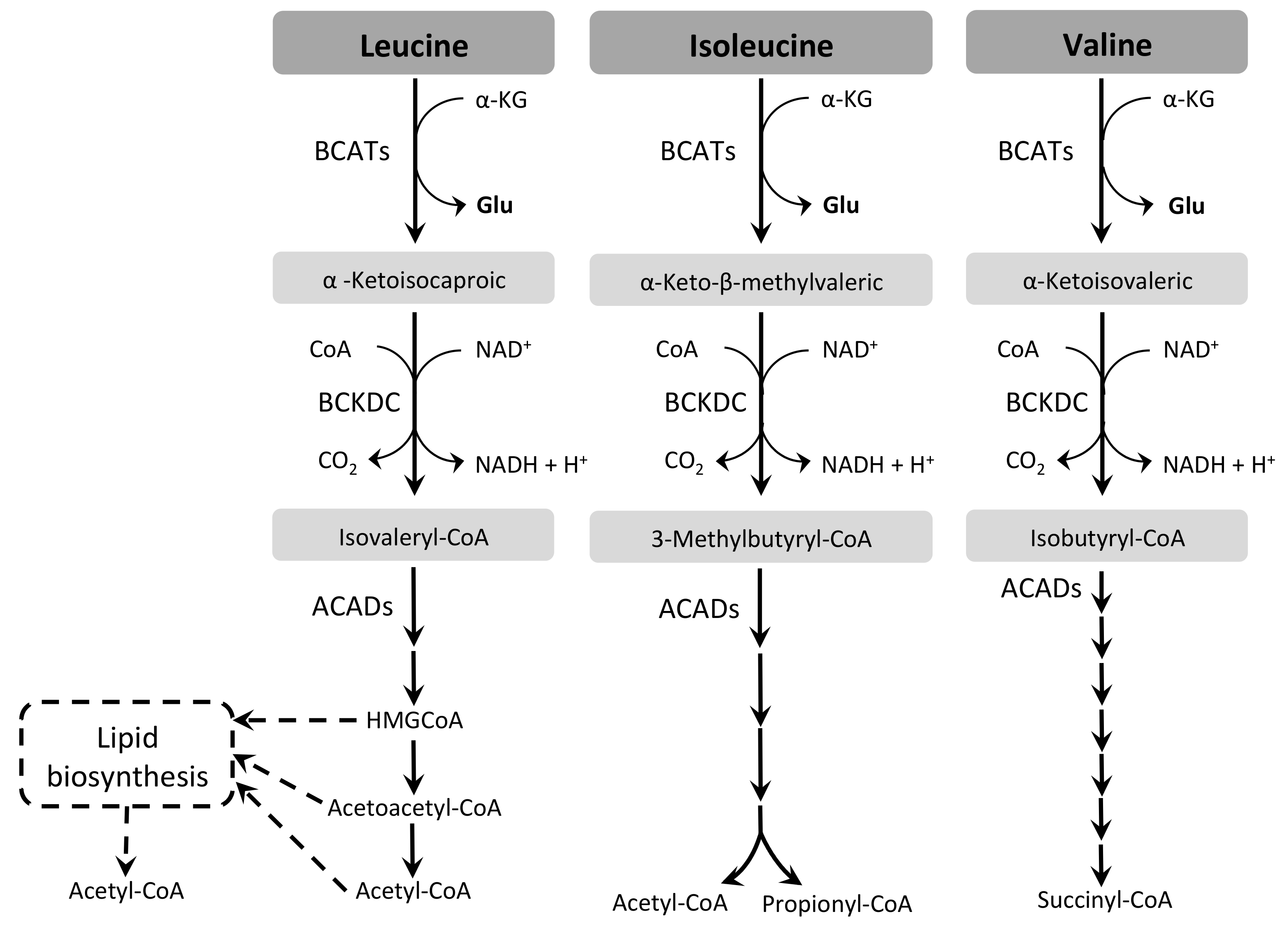 Pathogens 07 00036 g004