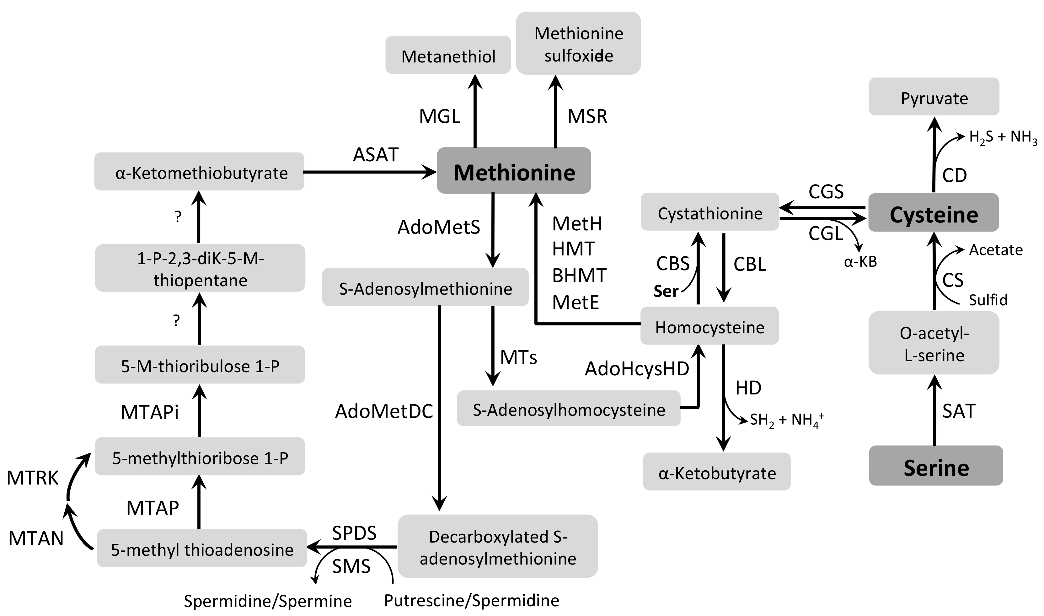 Pathogens 07 00036 g006