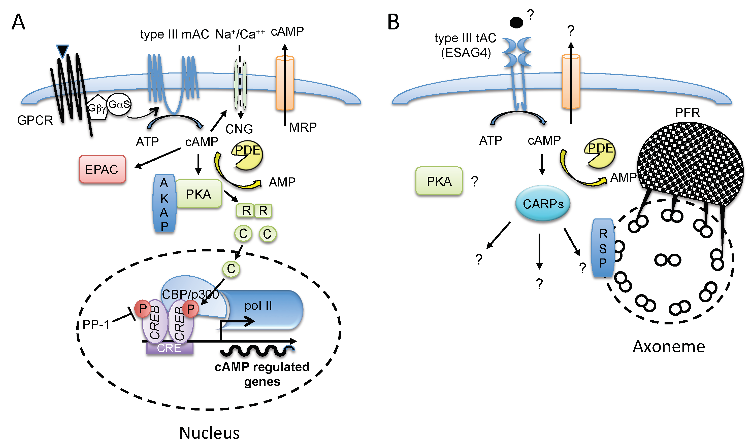Pathogens 07 00048 g001