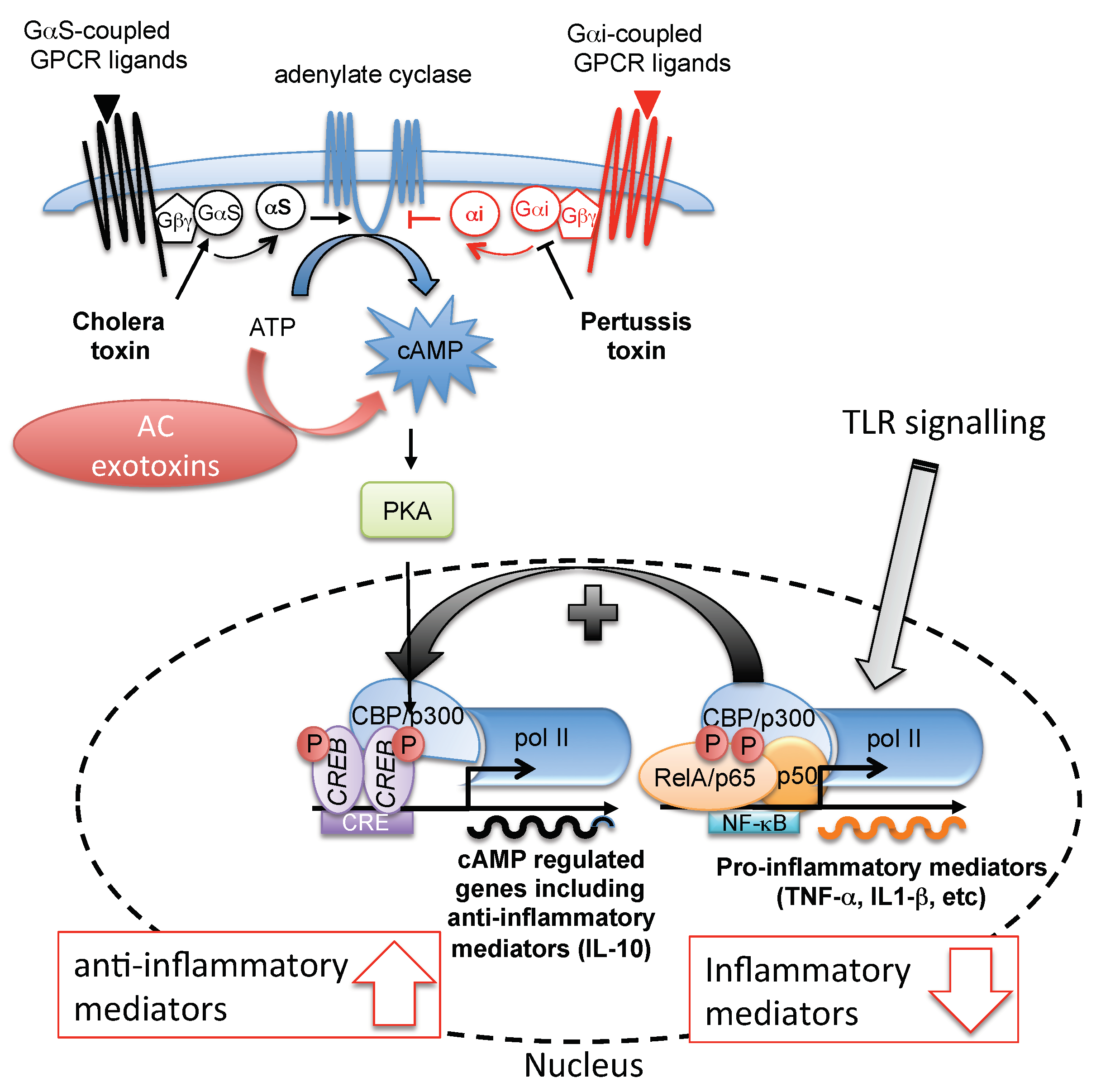 Pathogens 07 00048 g002